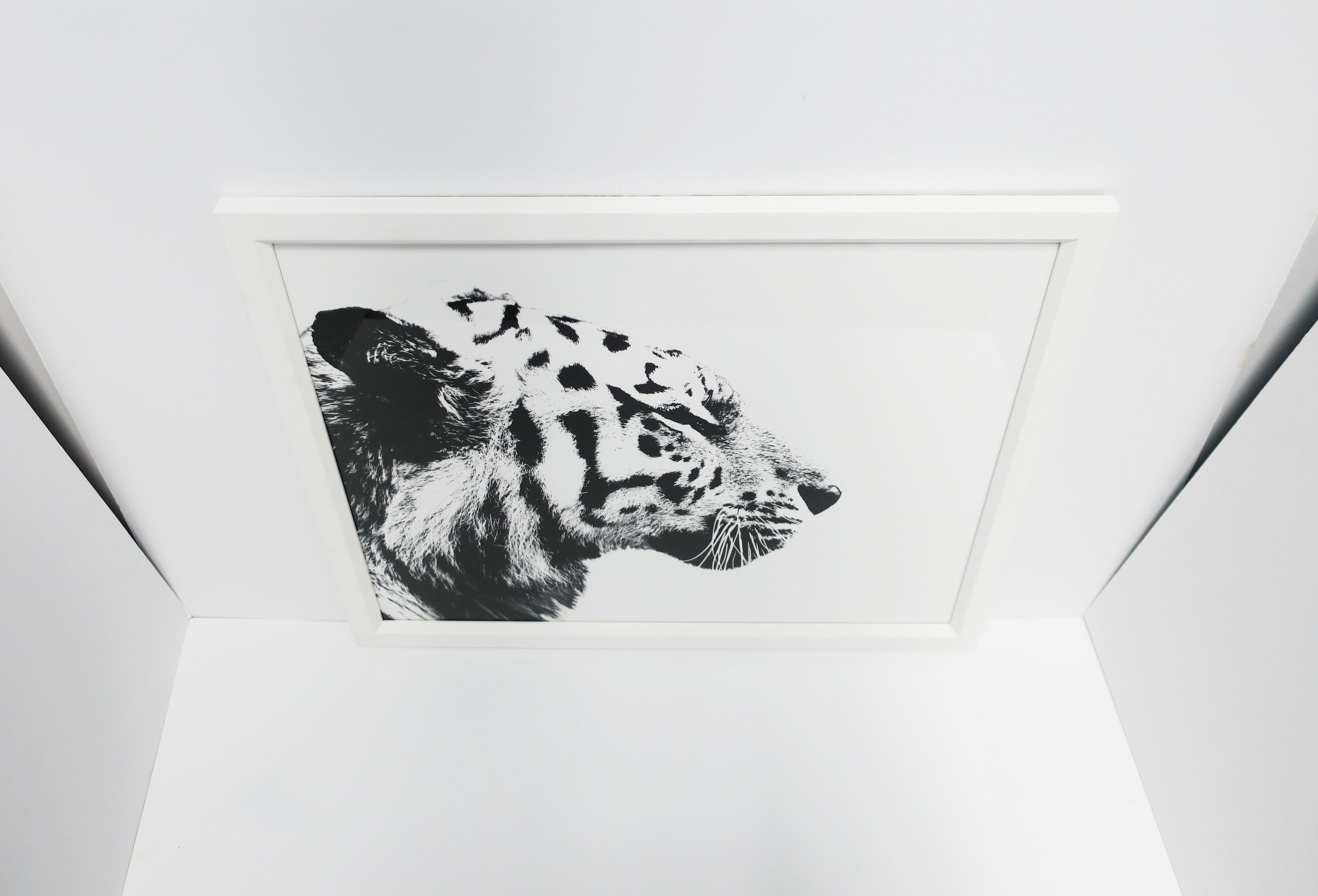 English Black and White Tiger Cat Animal Photo Print with White Frame 1