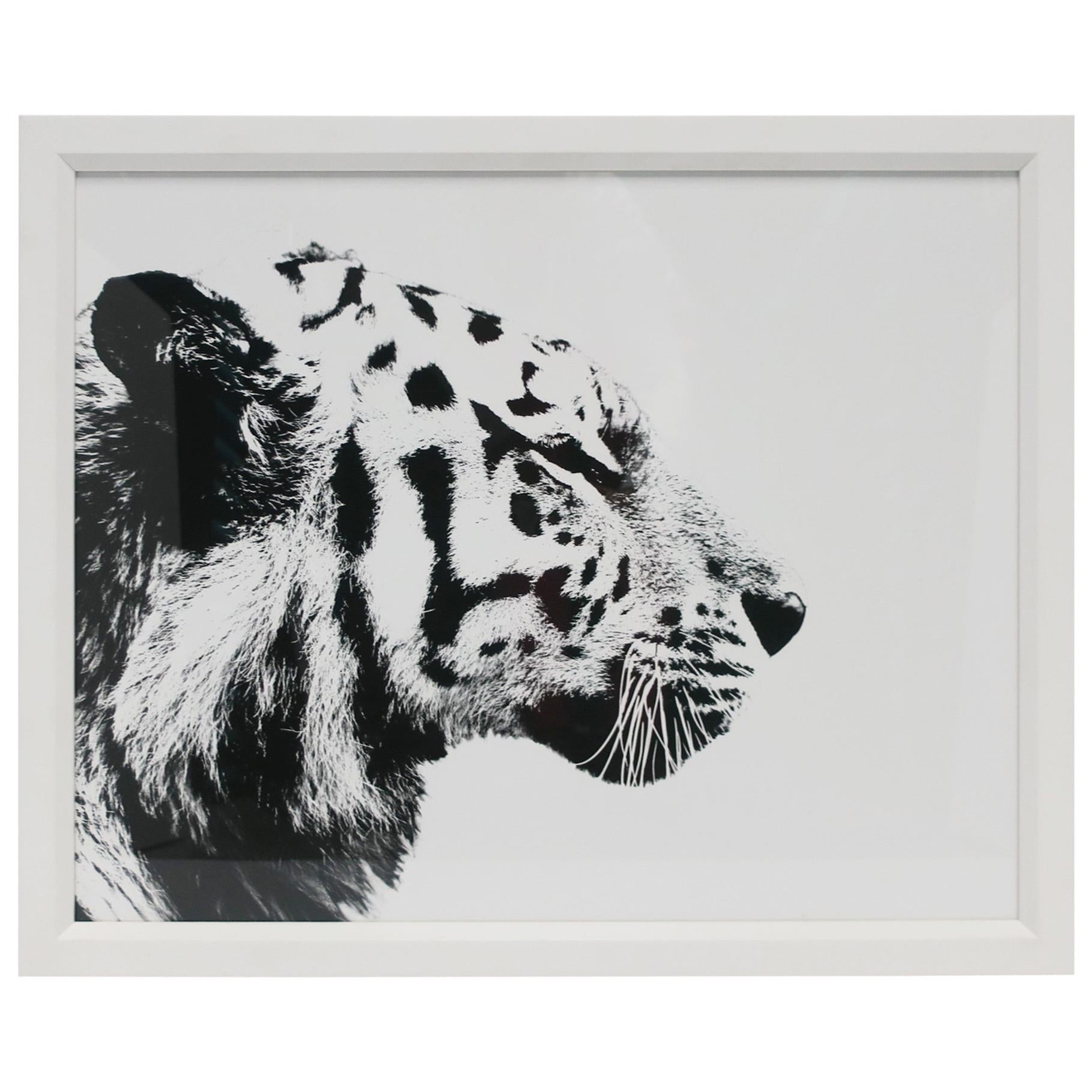 English Black and White Tiger Cat Animal Photo Print with White Frame