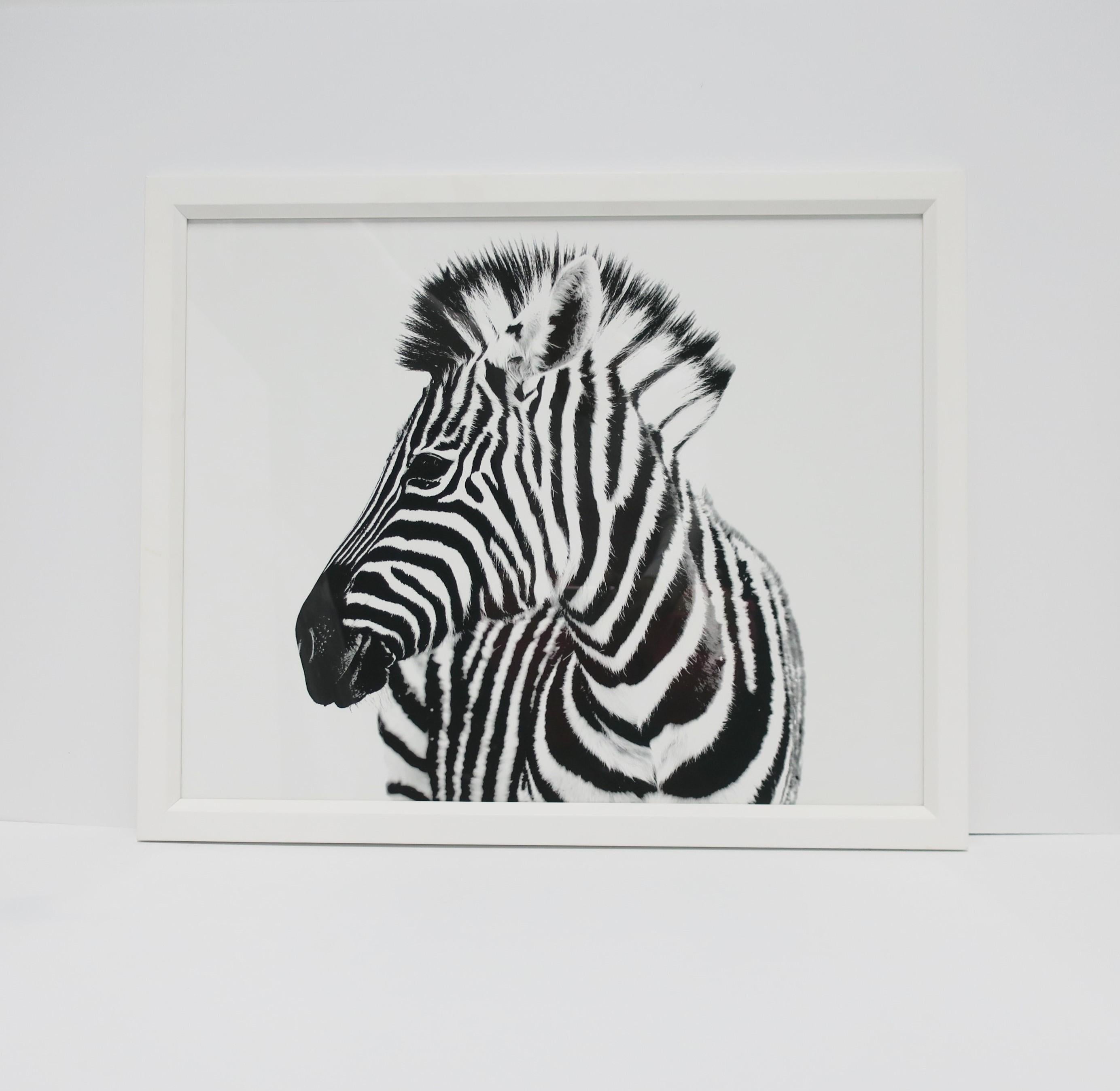 A black and white zebra animal photo print with white handcrafted frame, from London-based gallery, William Stafford, circa 21st century, England. This London-based gallery features Fine Art reproduction prints, contemporary black and white