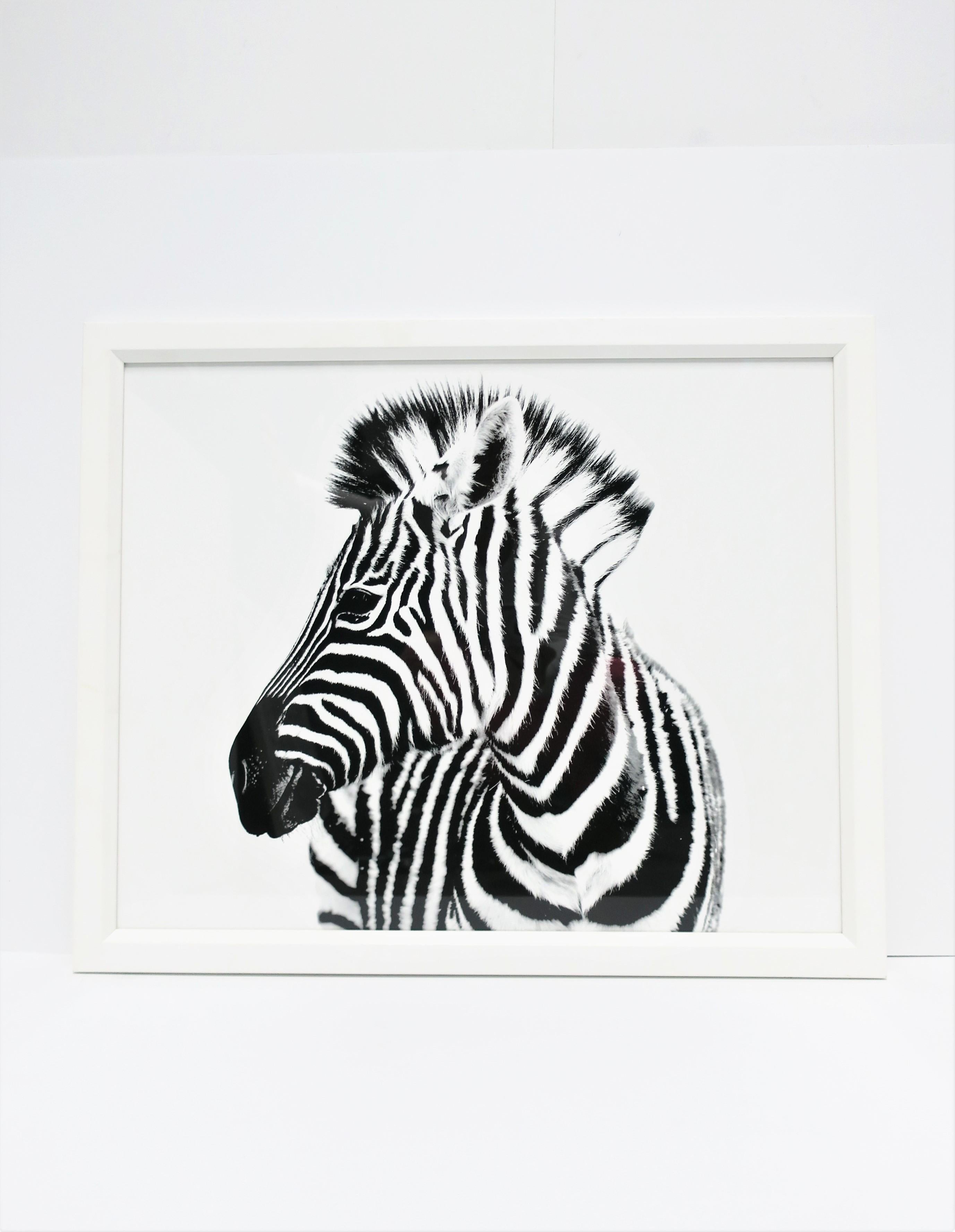 Zebra-Fotodruck-Wandkunst mit weißem Rahmen, hergestellt in England (Englisch) im Angebot