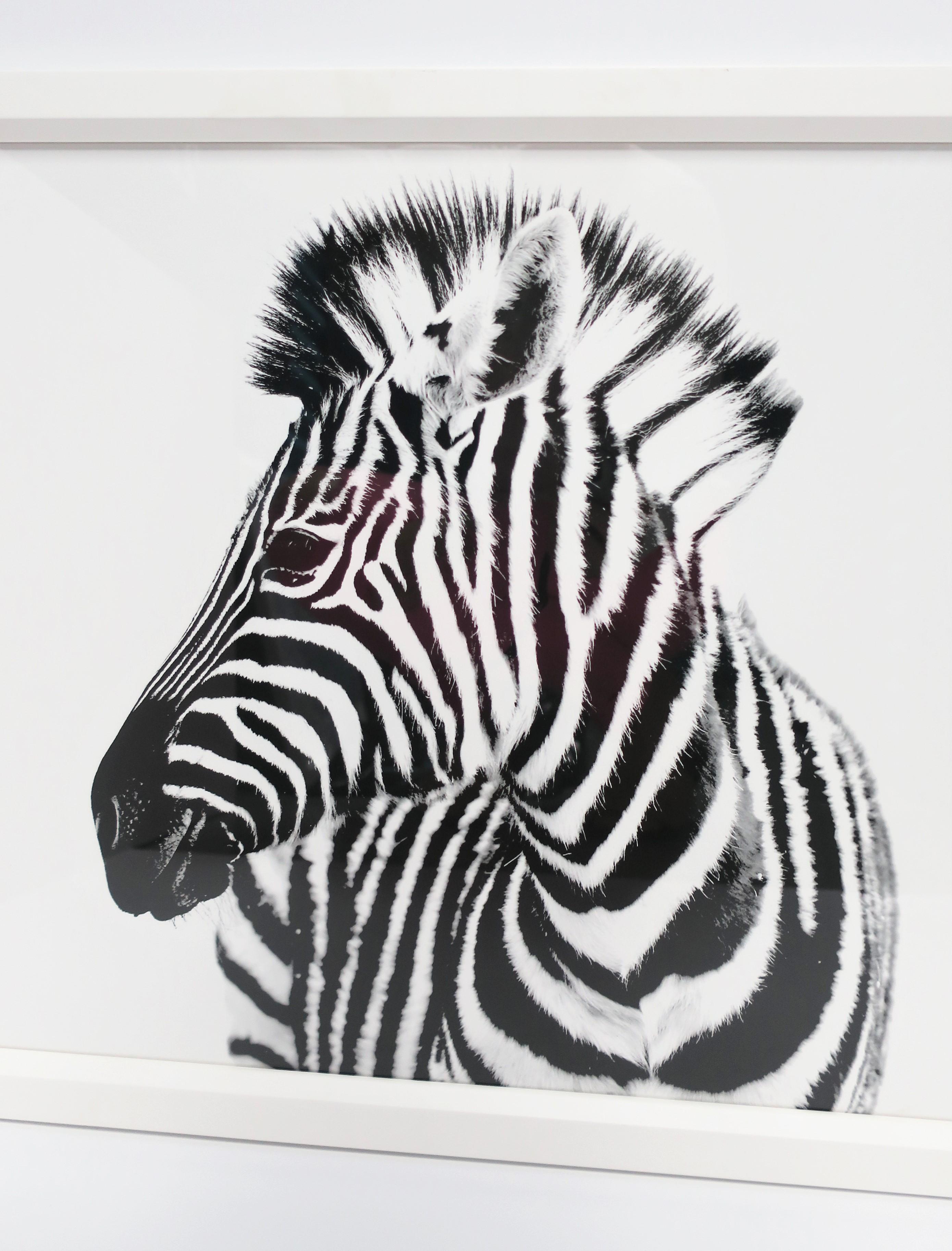 Zebra-Fotodruck-Wandkunst mit weißem Rahmen, hergestellt in England im Zustand „Gut“ im Angebot in New York, NY