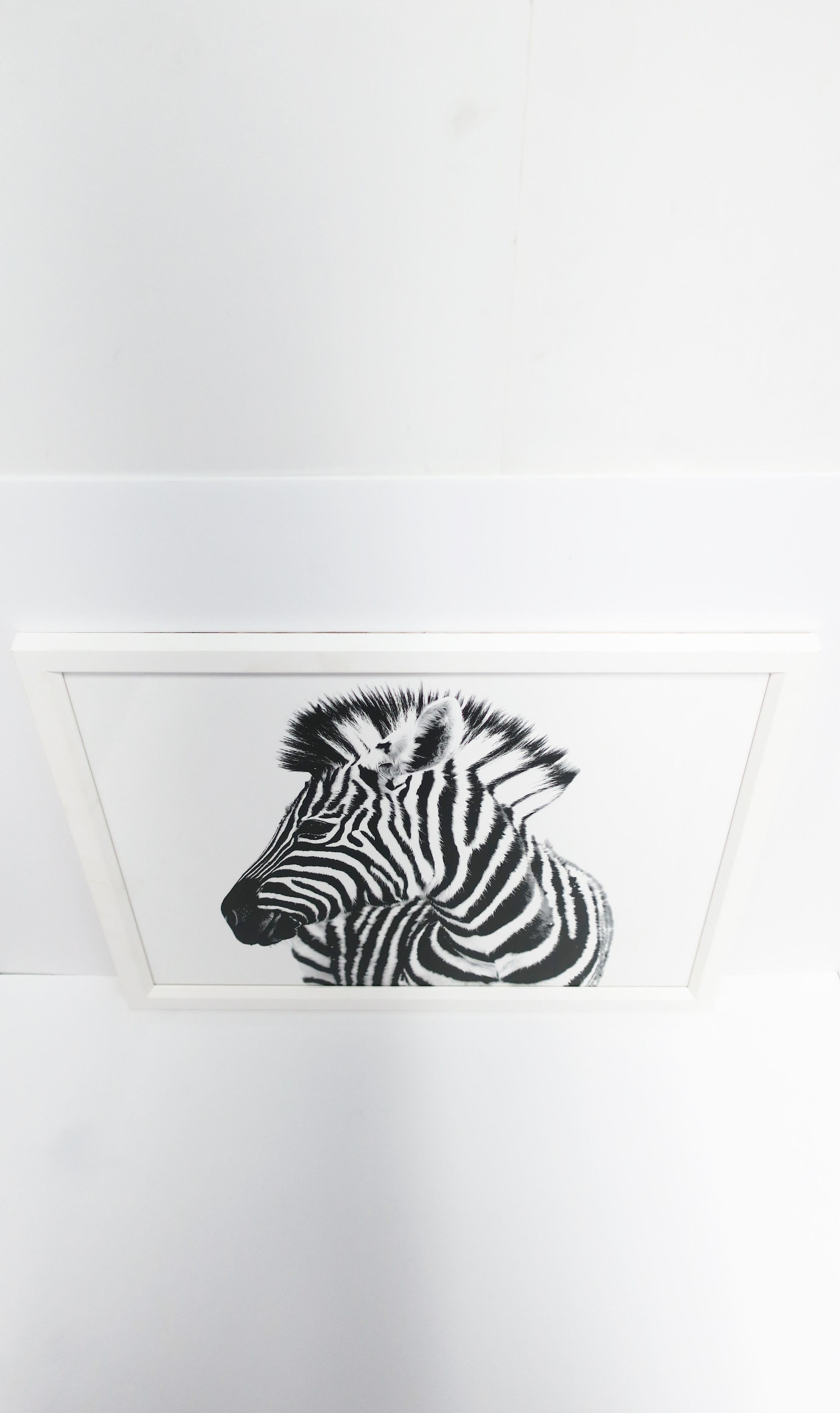 Zebra-Fotodruck-Wandkunst mit weißem Rahmen, hergestellt in England (21. Jahrhundert und zeitgenössisch) im Angebot