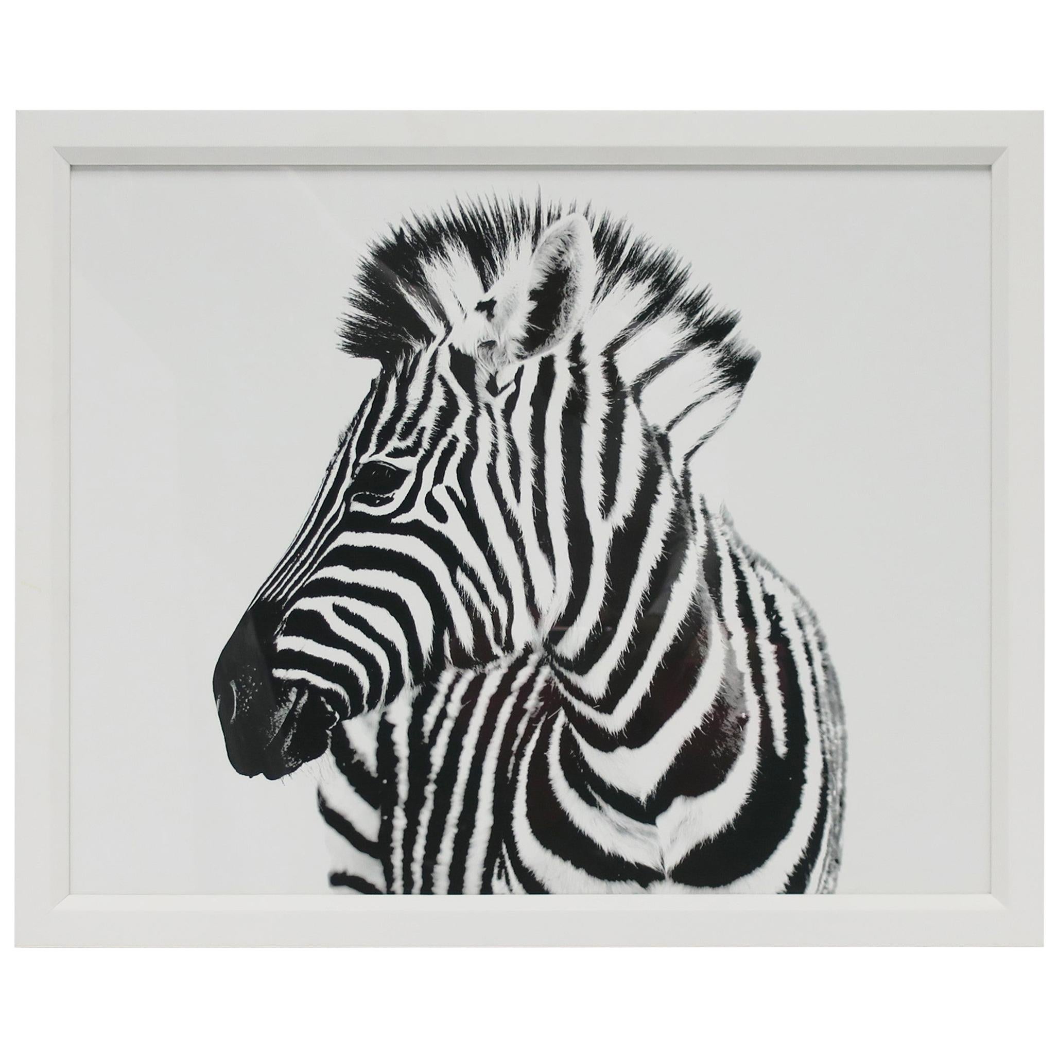 English Black and White Zebra Animal Photo Print with White Frame