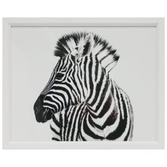 Zebra Photo Print Wall Art with White Frame Made in England