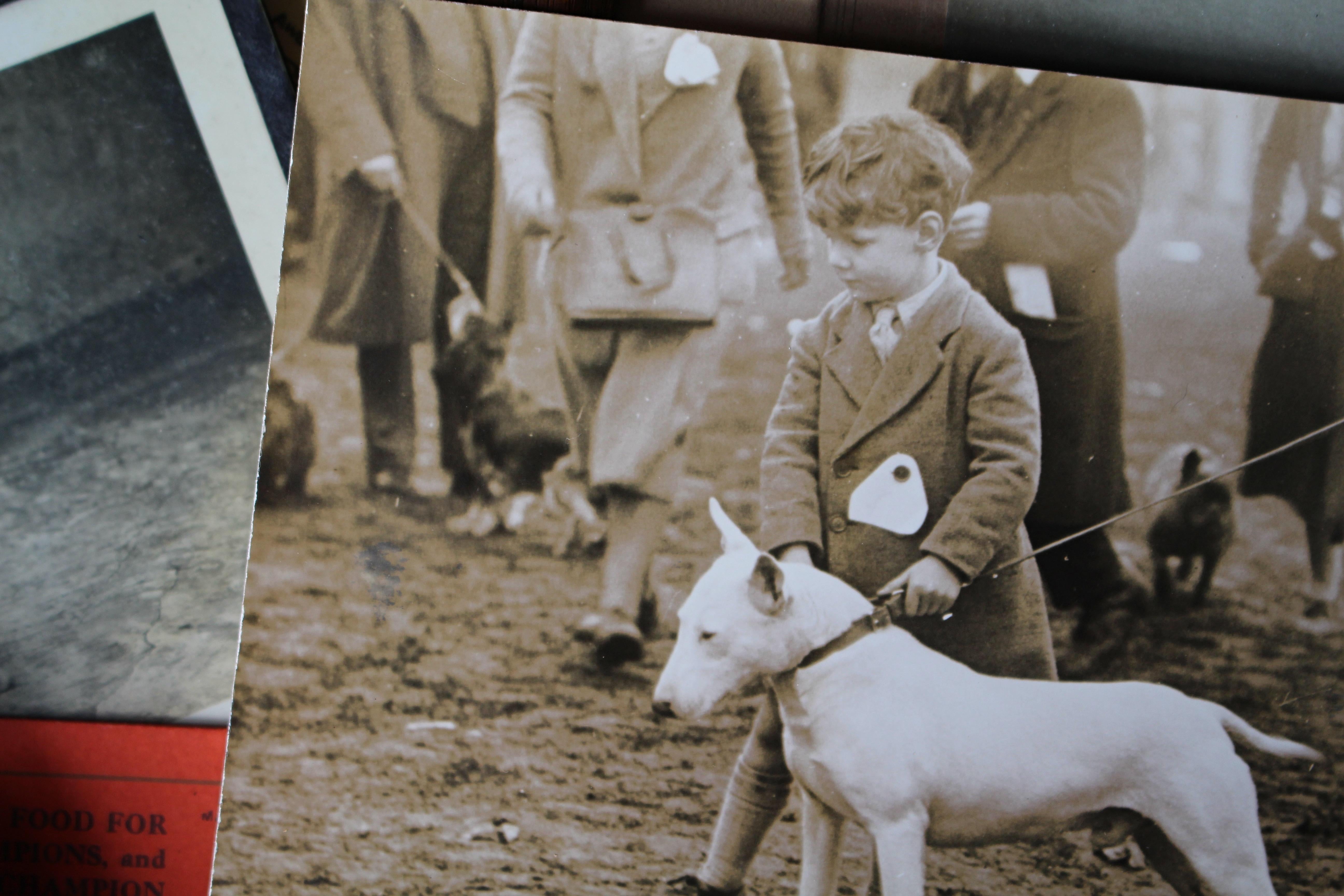 Intérêt pour le Bull Terrier Anglais, pedigree, expositions canines, photographie 1910-1960 en vente 4