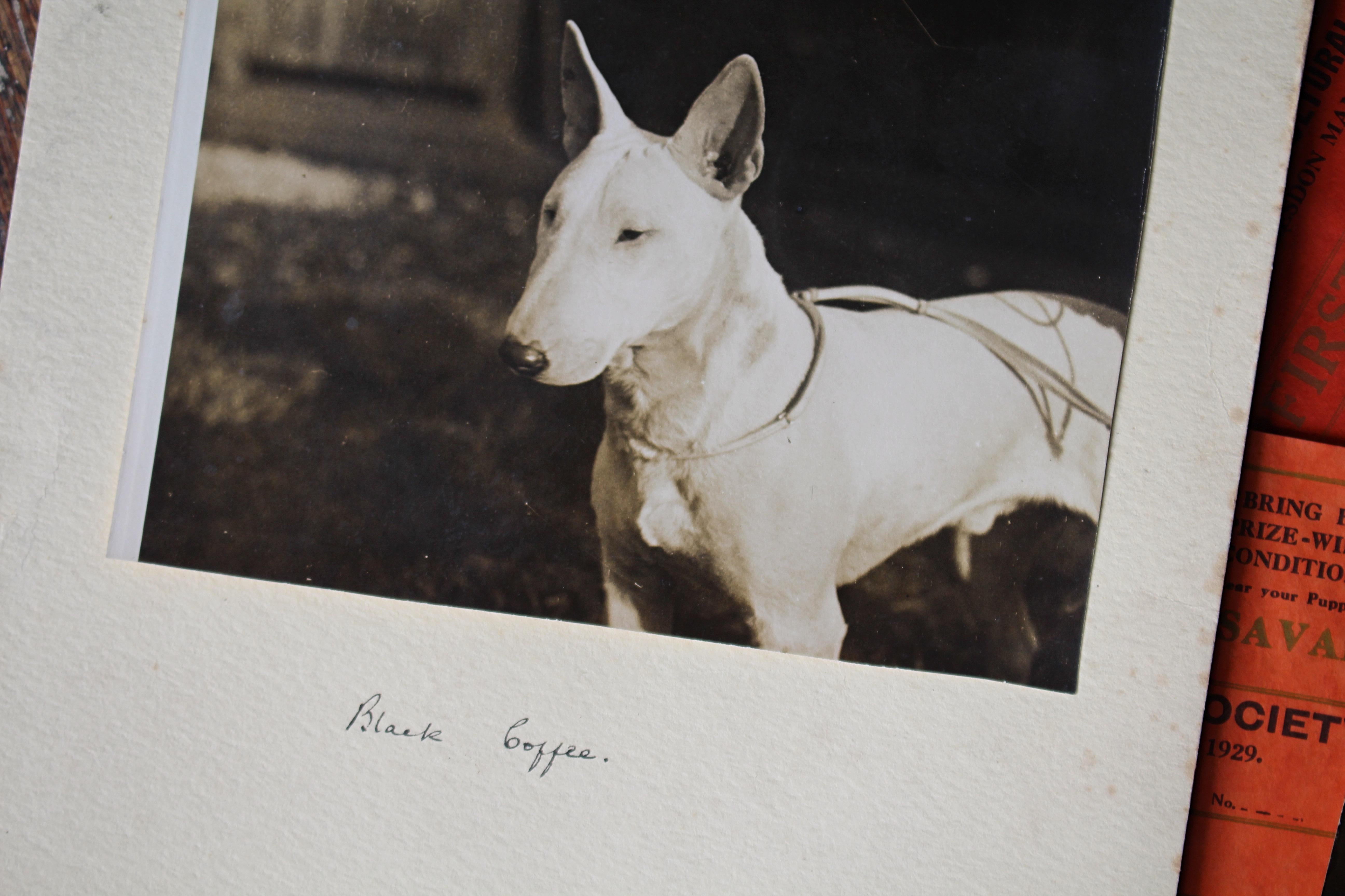 Intérêt pour le Bull Terrier Anglais, pedigree, expositions canines, photographie 1910-1960 en vente 5