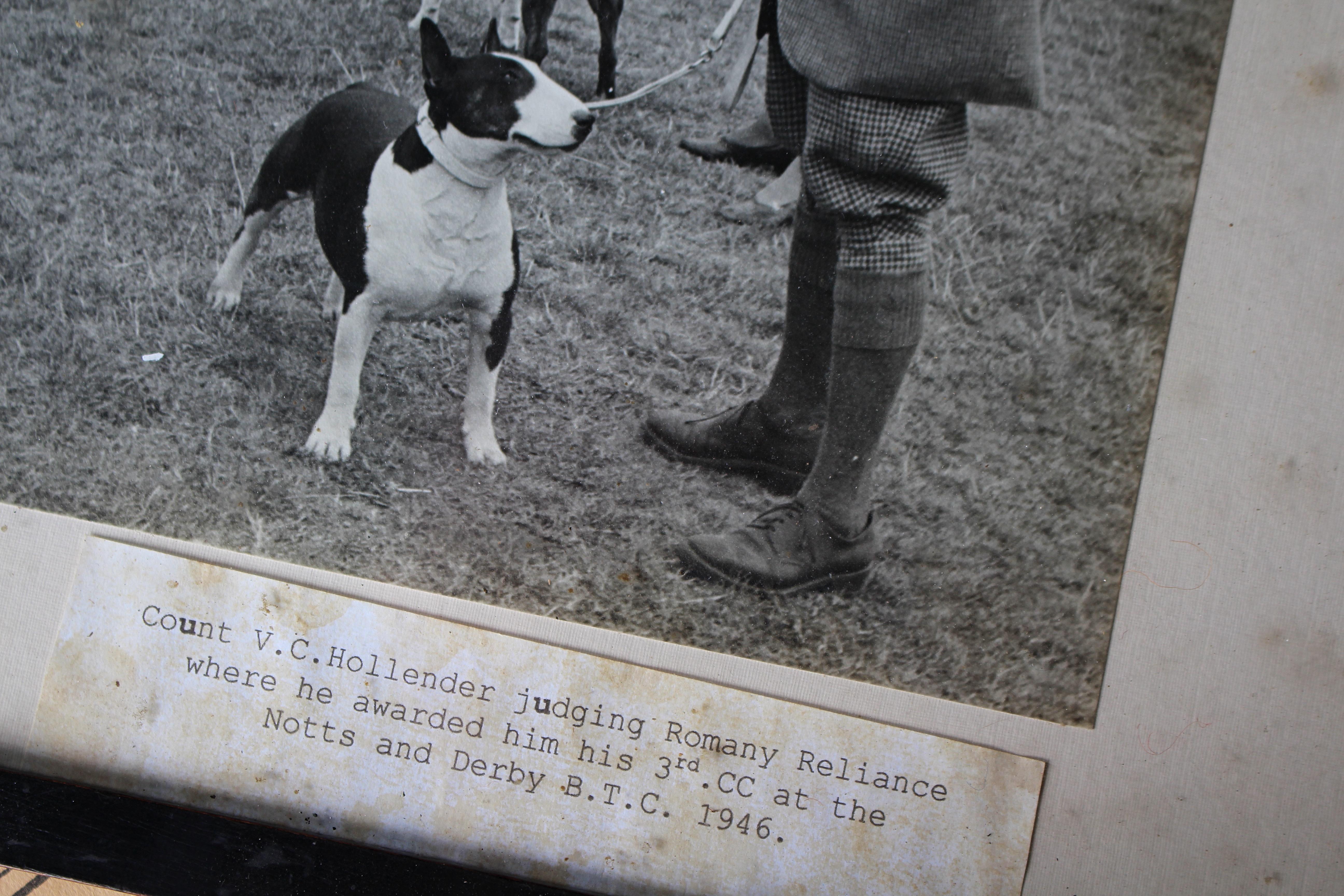Intérêt pour le Bull Terrier Anglais, pedigree, expositions canines, photographie 1910-1960 en vente 6