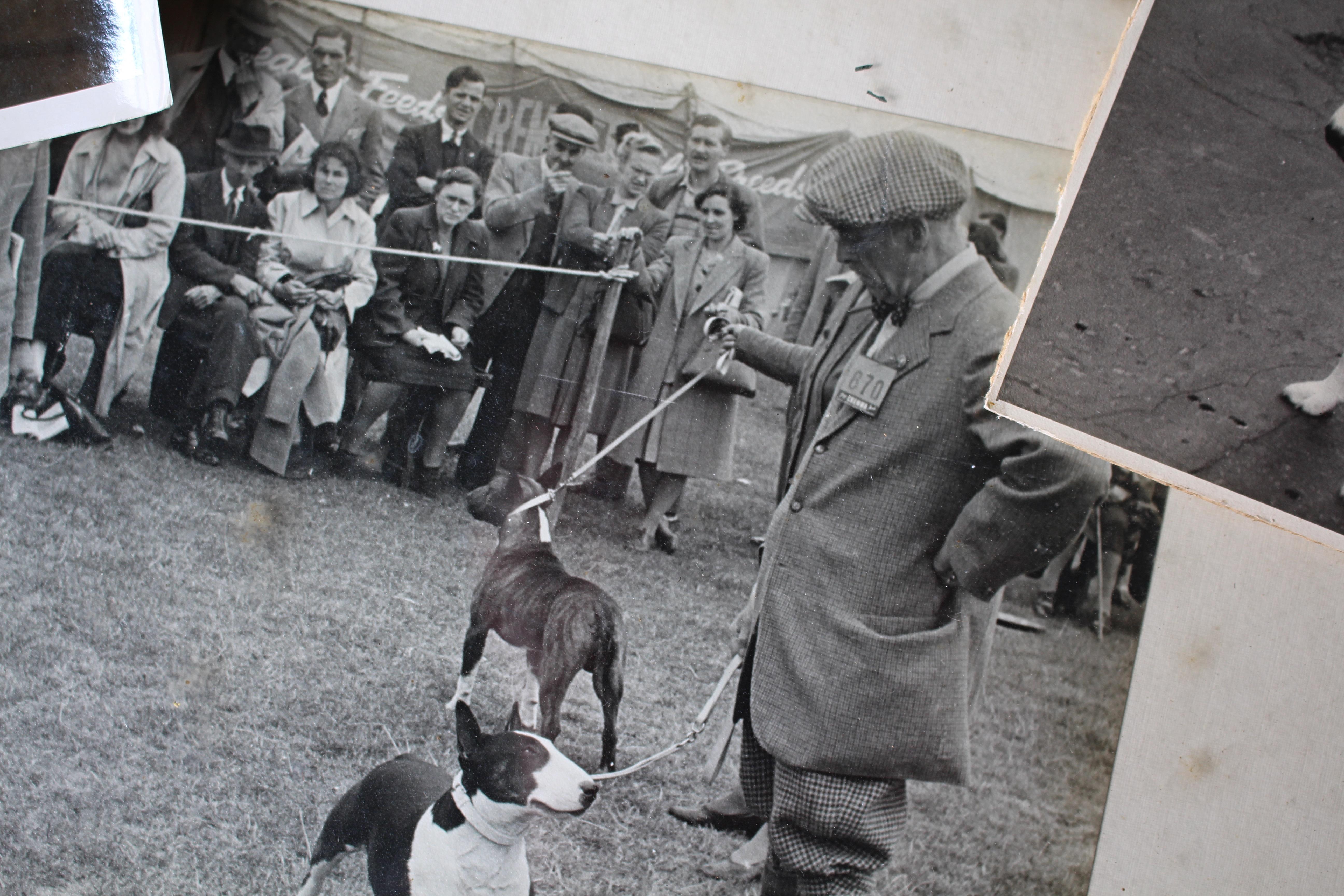 Intérêt pour le Bull Terrier Anglais, pedigree, expositions canines, photographie 1910-1960 en vente 7