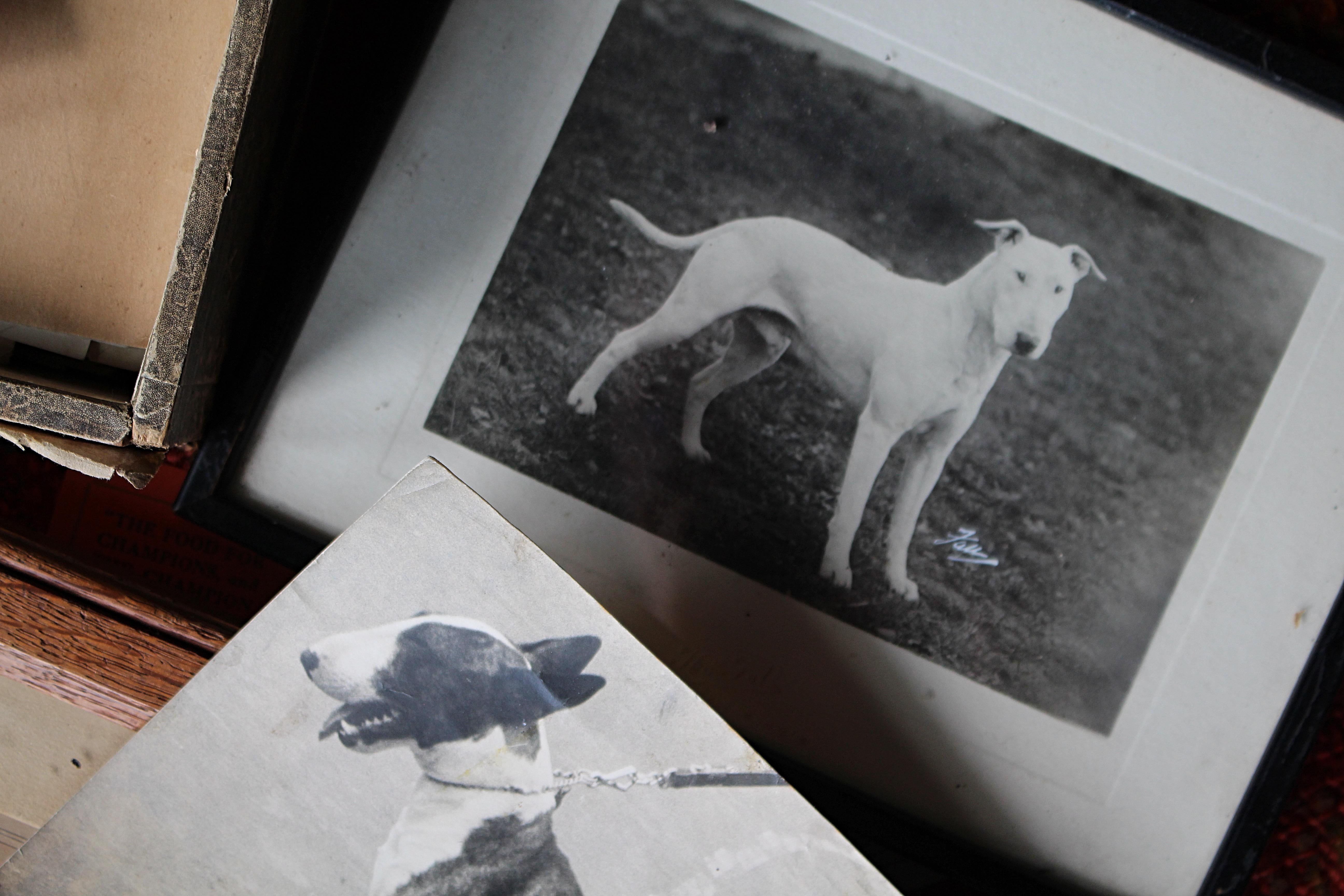 Intérêt pour le Bull Terrier Anglais, pedigree, expositions canines, photographie 1910-1960 en vente 8