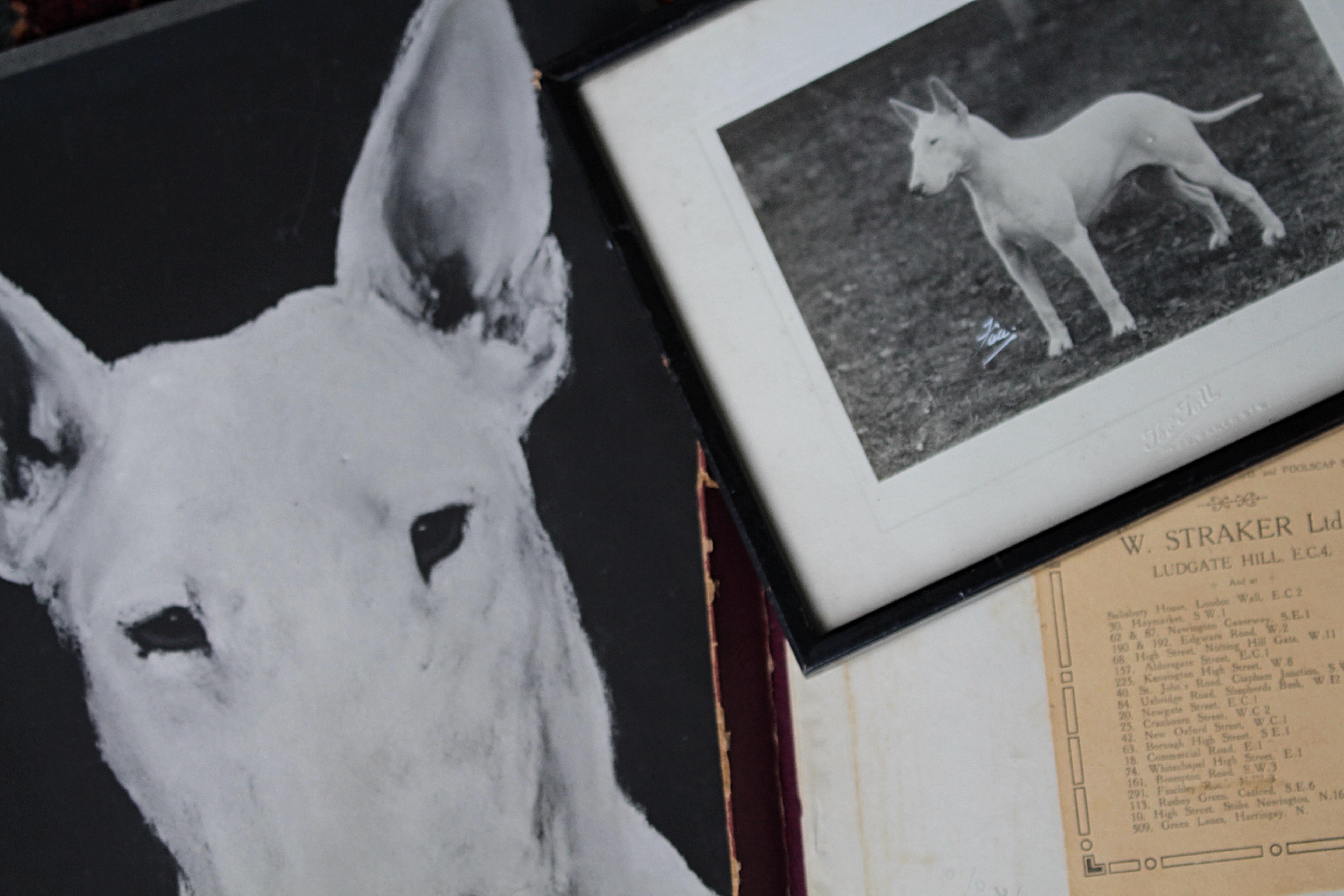 Intérêt pour le Bull Terrier Anglais, pedigree, expositions canines, photographie 1910-1960 en vente 9