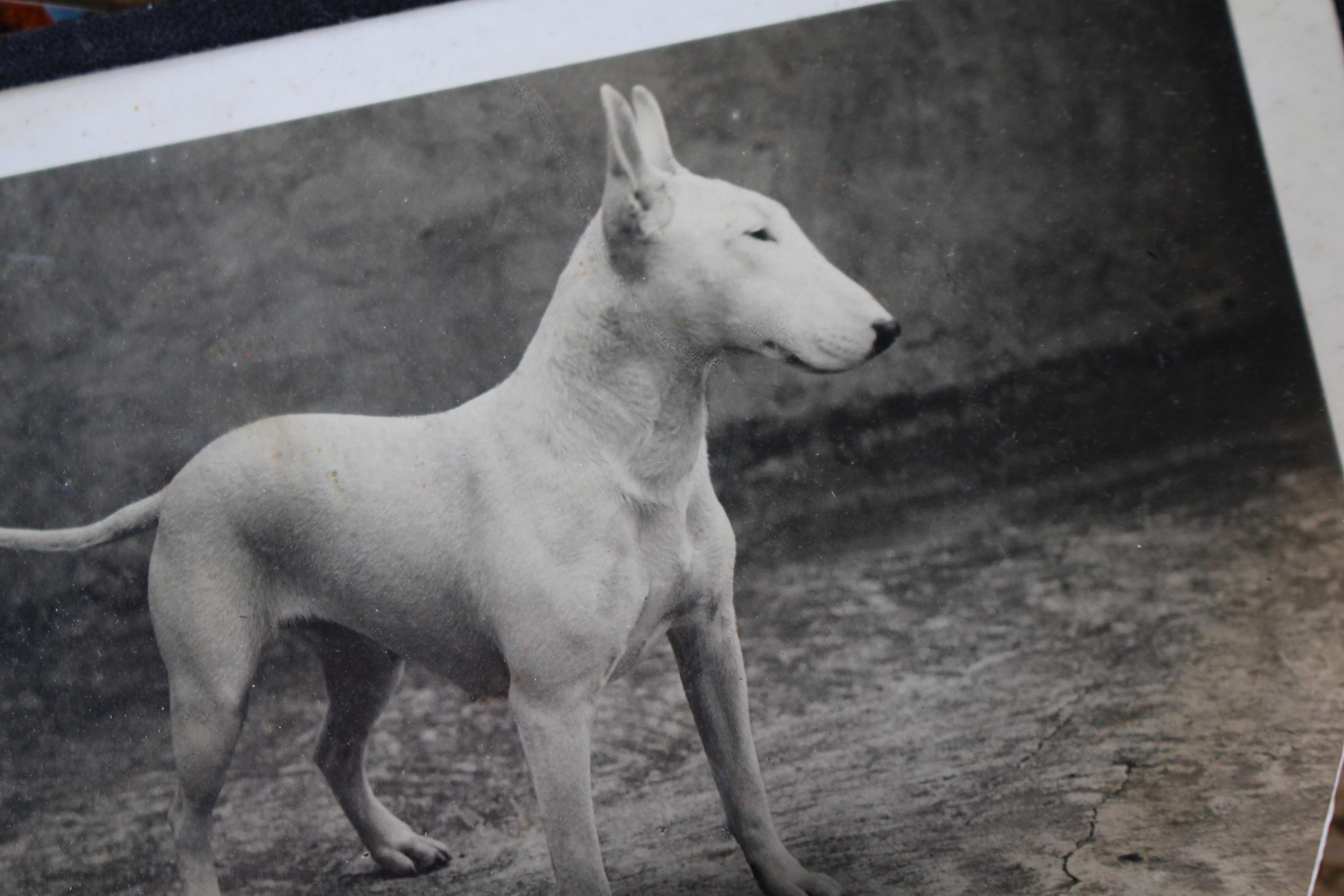 Intérêt pour le Bull Terrier Anglais, pedigree, expositions canines, photographie 1910-1960 en vente 10