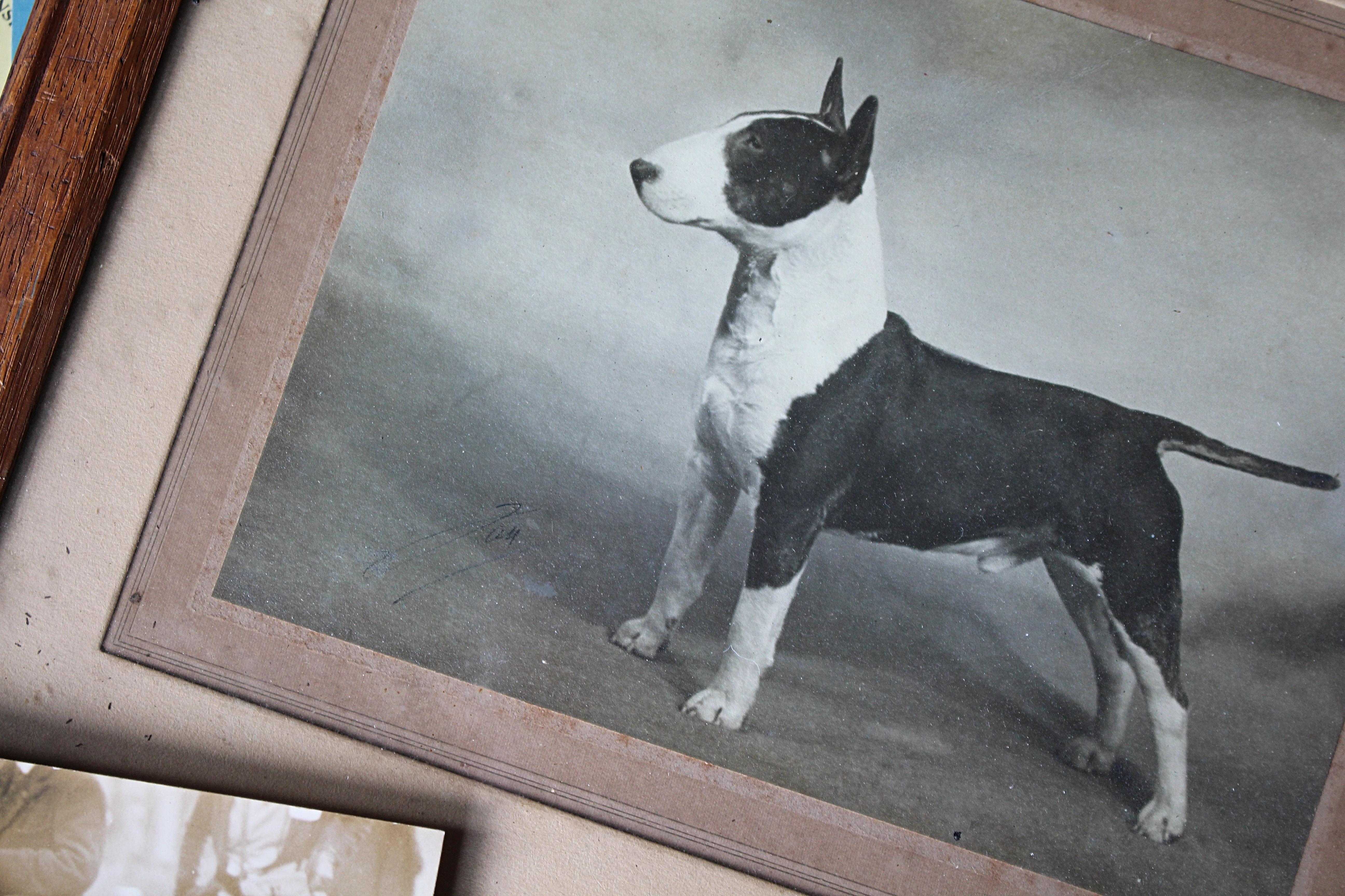 Intérêt pour le Bull Terrier Anglais, pedigree, expositions canines, photographie 1910-1960 en vente 11