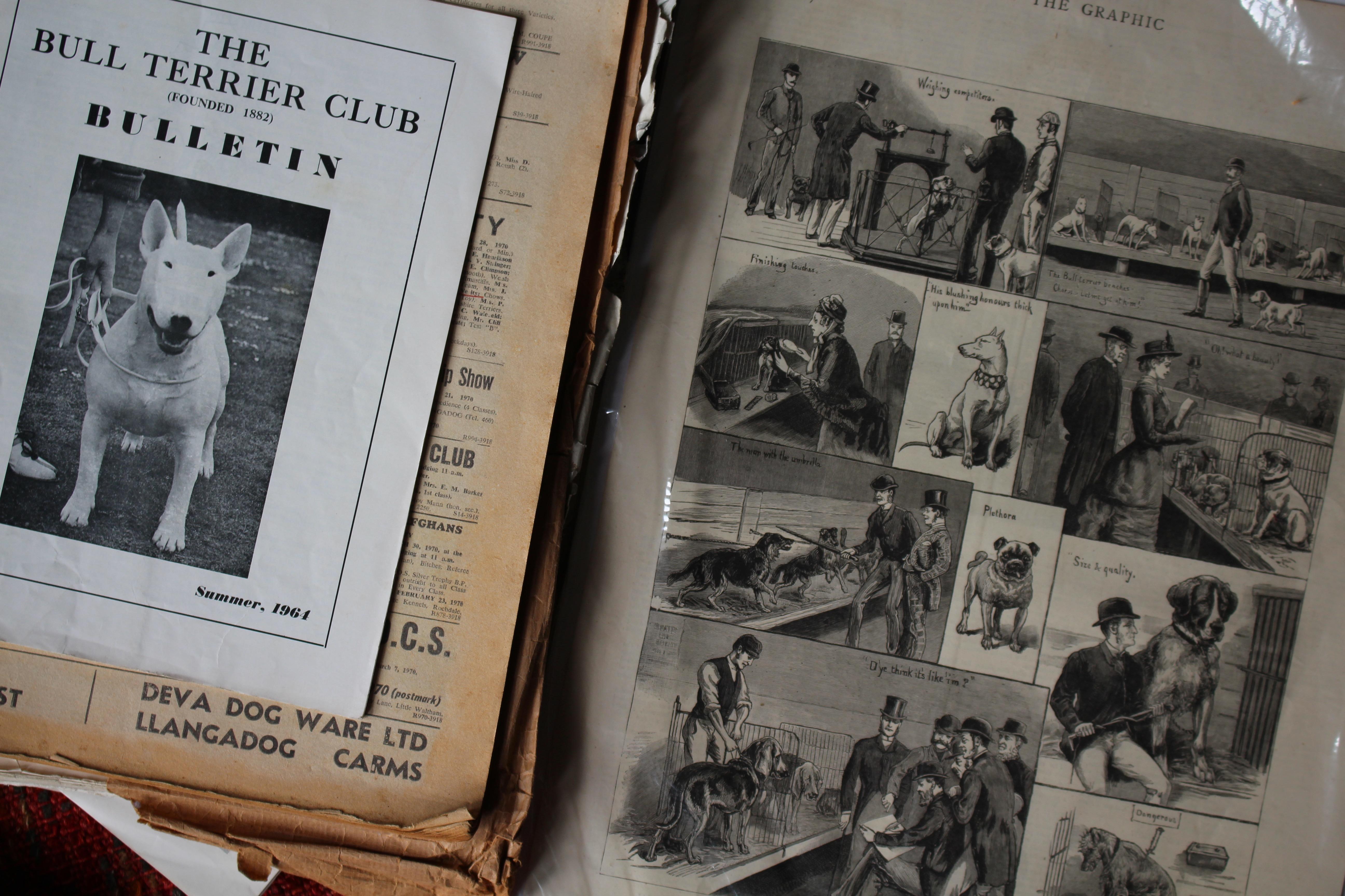 Intérêt pour le Bull Terrier Anglais, pedigree, expositions canines, photographie 1910-1960 en vente 13