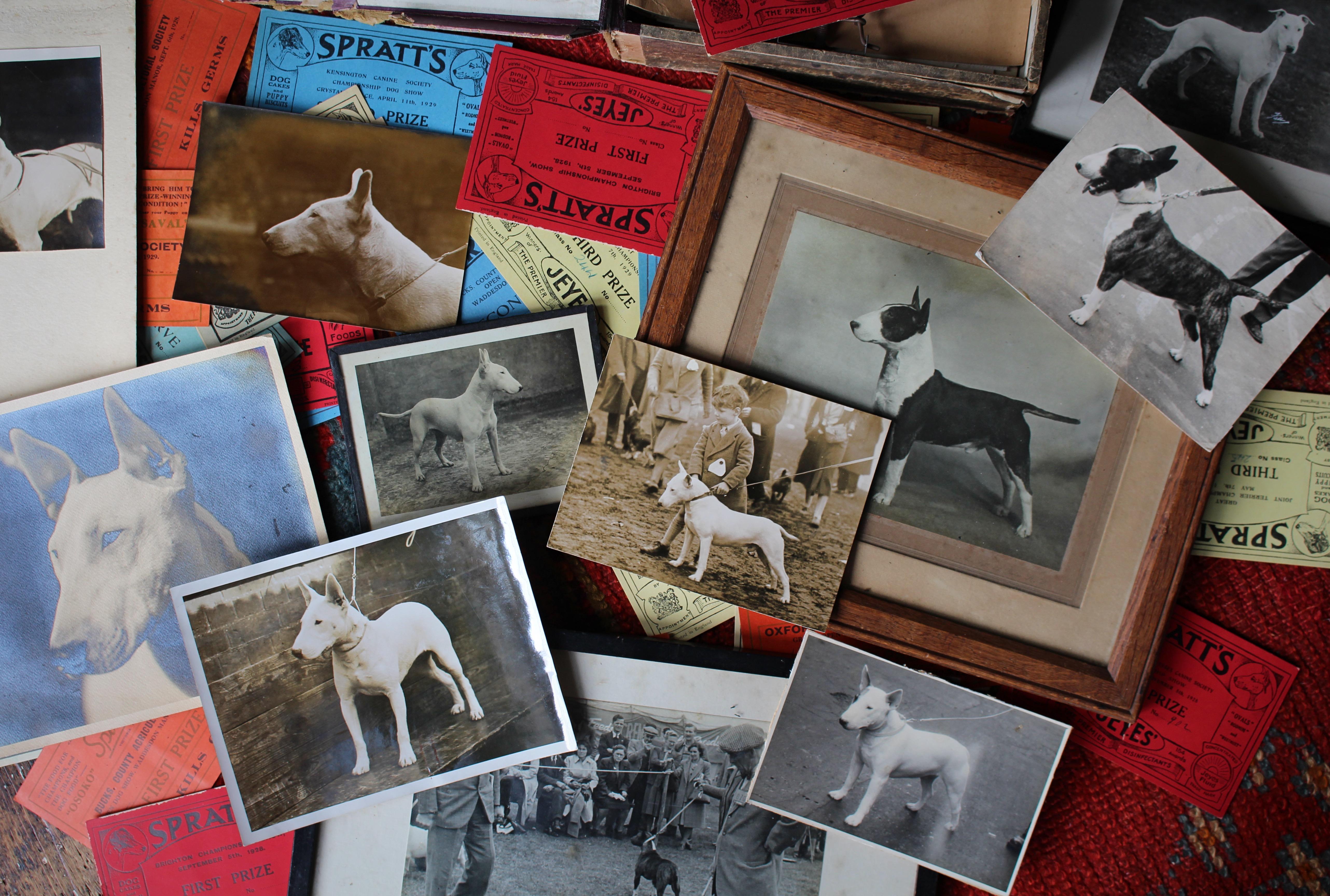 Intérêt pour le Bull Terrier Anglais, pedigree, expositions canines, photographie 1910-1960 en vente 2