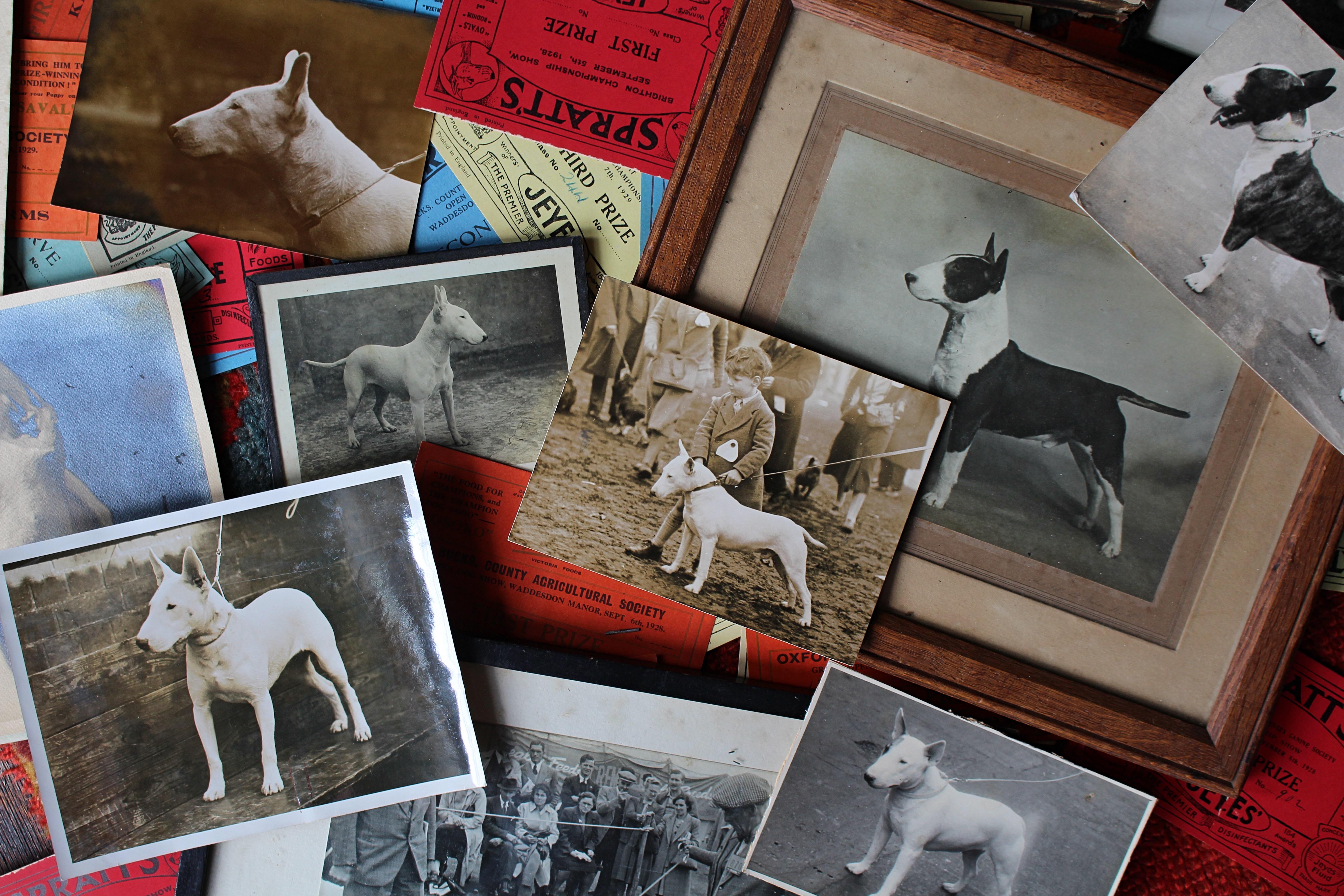 Intérêt pour le Bull Terrier Anglais, pedigree, expositions canines, photographie 1910-1960 en vente 3