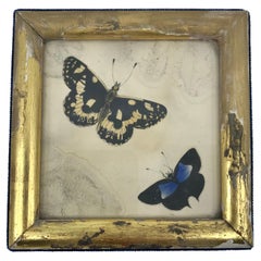 English Butterflies in Gilt Frame
