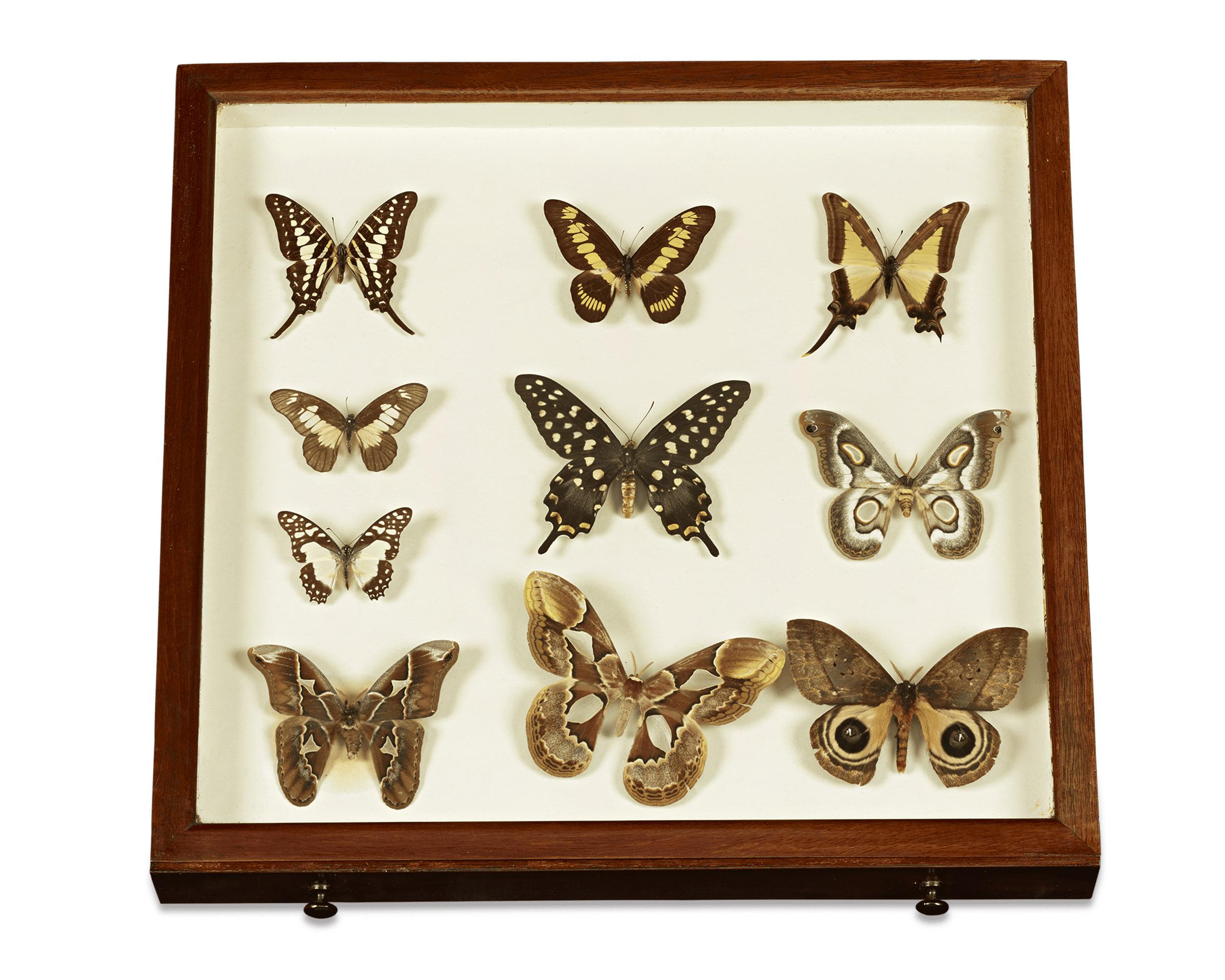 English Butterfly Collector's Cabinet 3