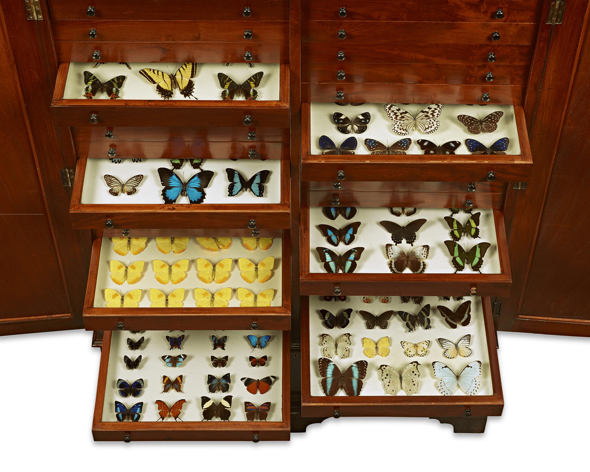 This beautiful mahogany cabinet houses an extraordinary collection of butterflies from exotic locations around the world. Hundreds of specimens are brilliantly preserved and labeled in 40 drawers, with close-fitting glass tops to insulate from