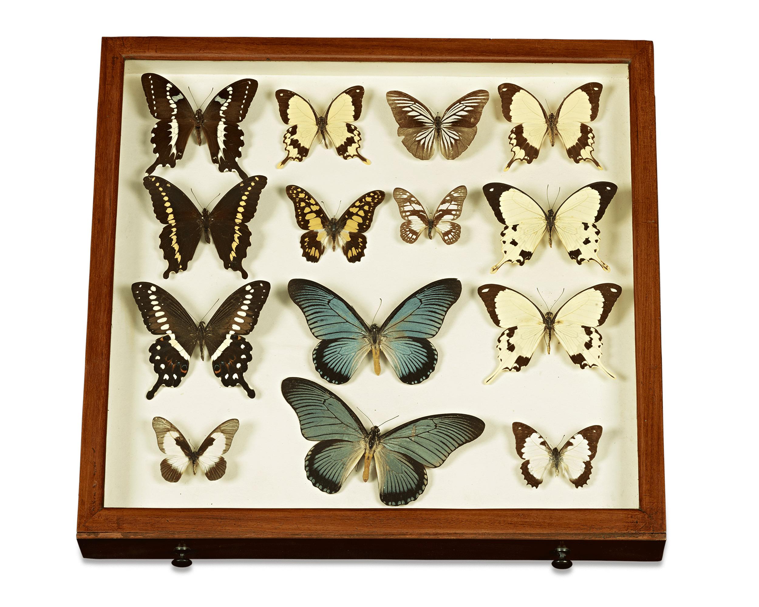 English Butterfly Collector's Cabinet In Excellent Condition In New Orleans, LA