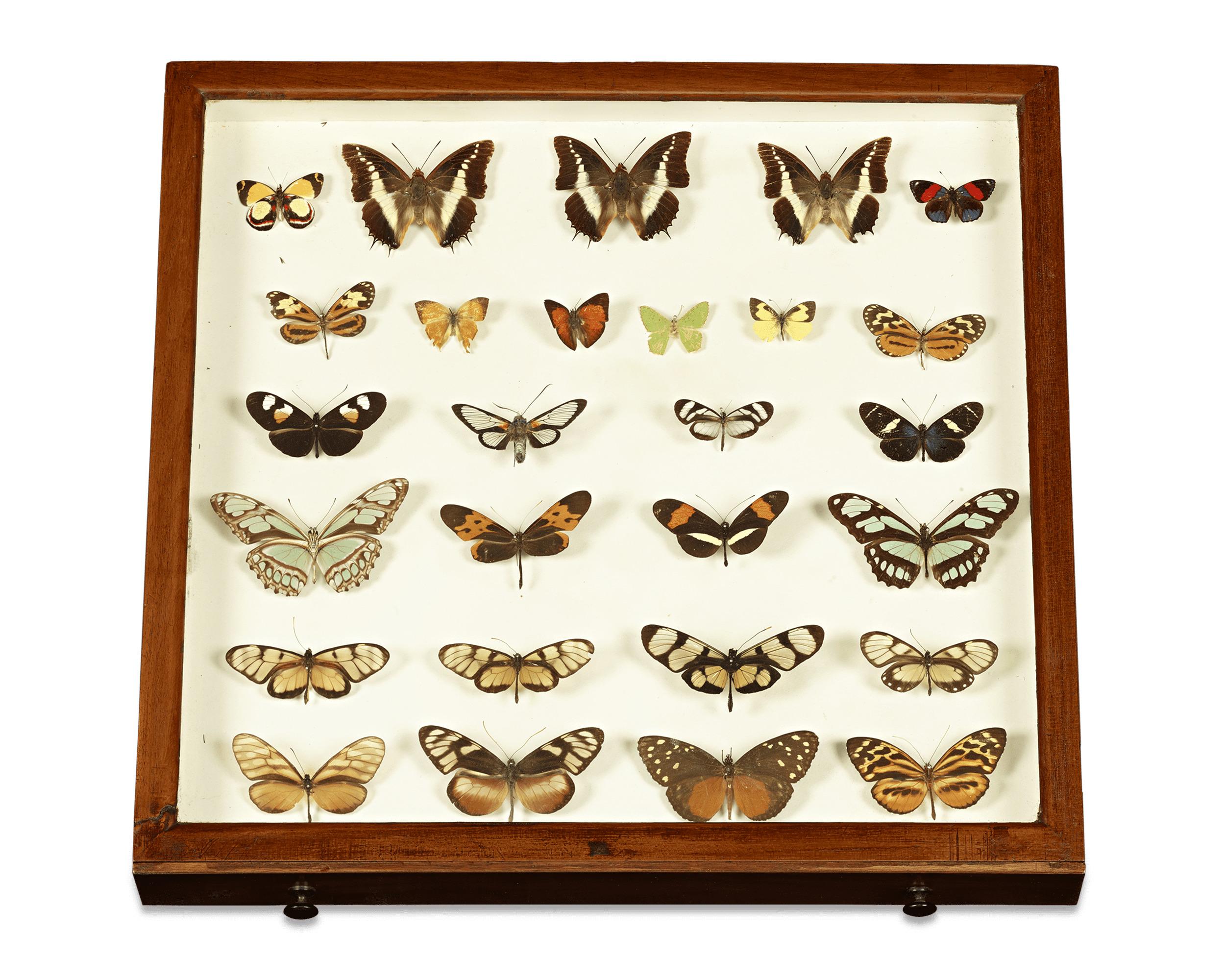 19th Century English Butterfly Collector's Cabinet