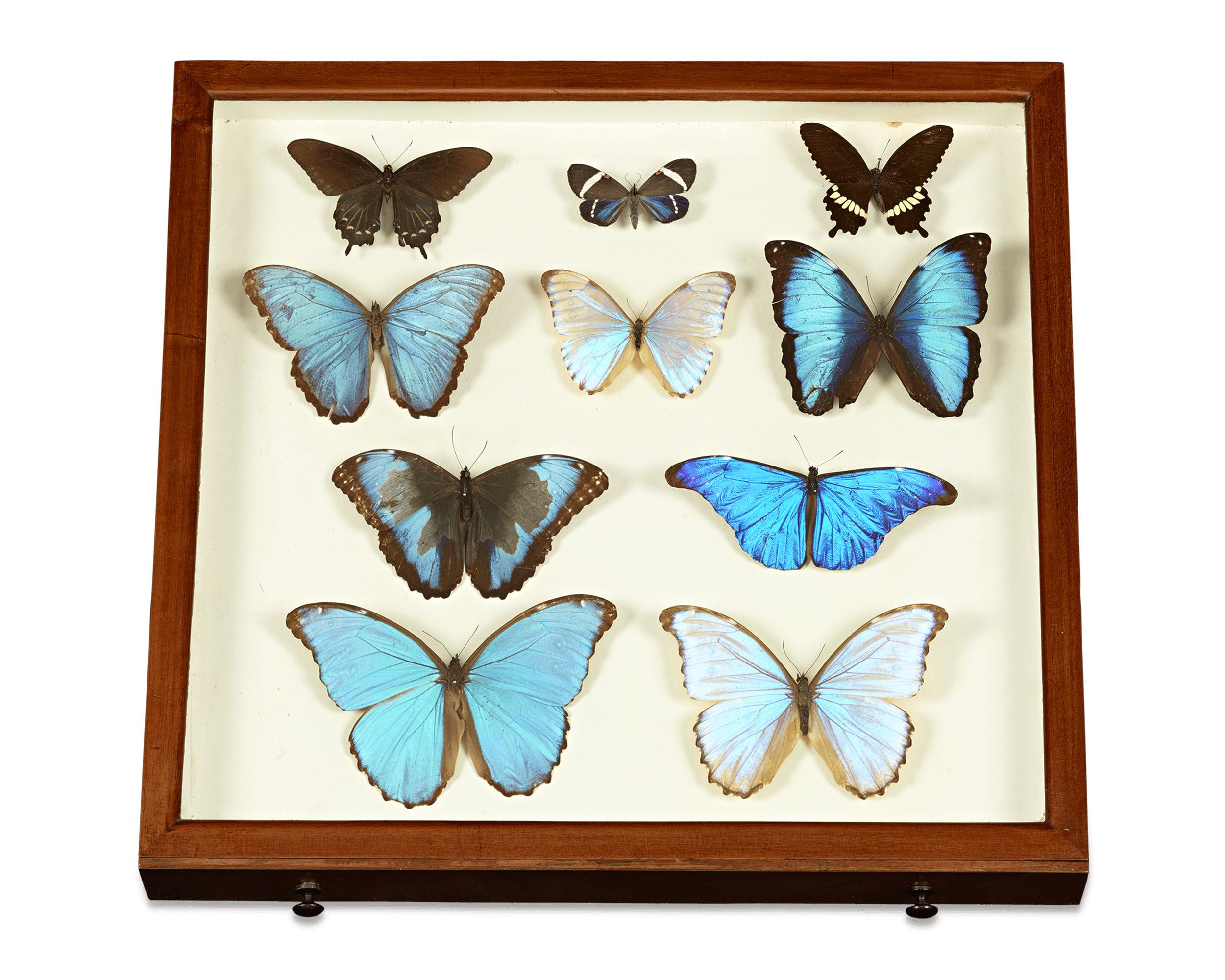 Mahogany English Butterfly Collector's Cabinet