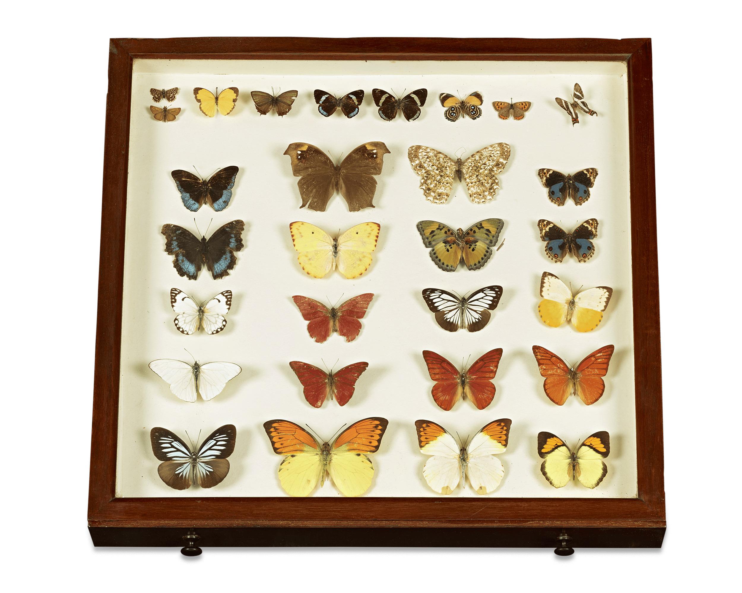 English Butterfly Collector's Cabinet 1