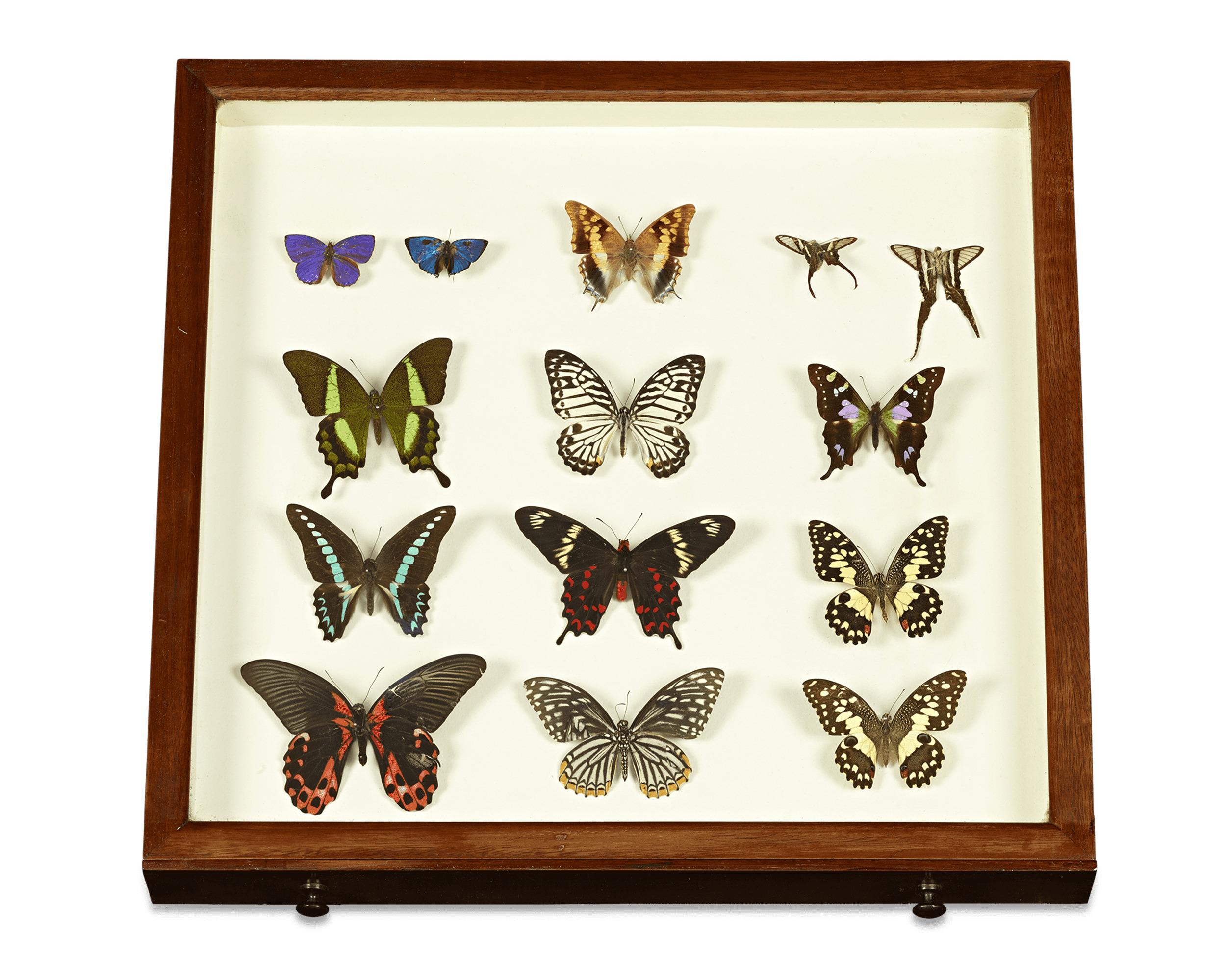 English Butterfly Collector's Cabinet 2