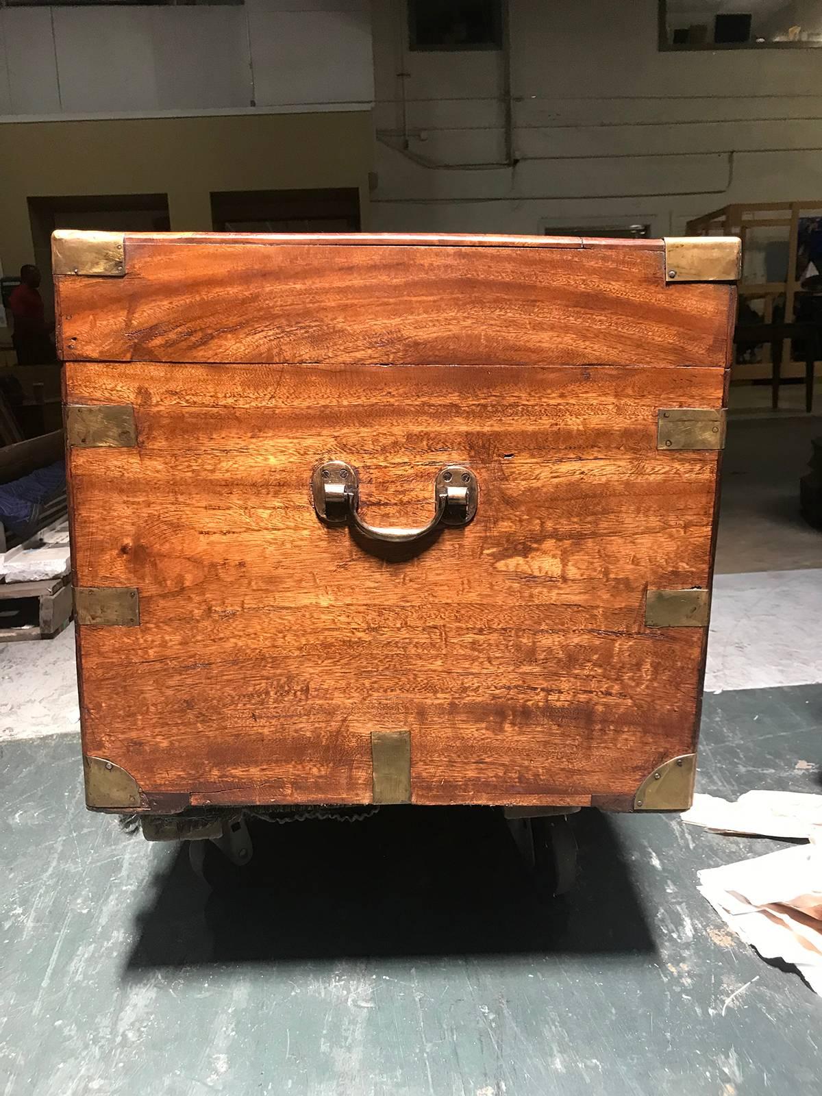 English Camphor Wood Trunk, circa 1840 1