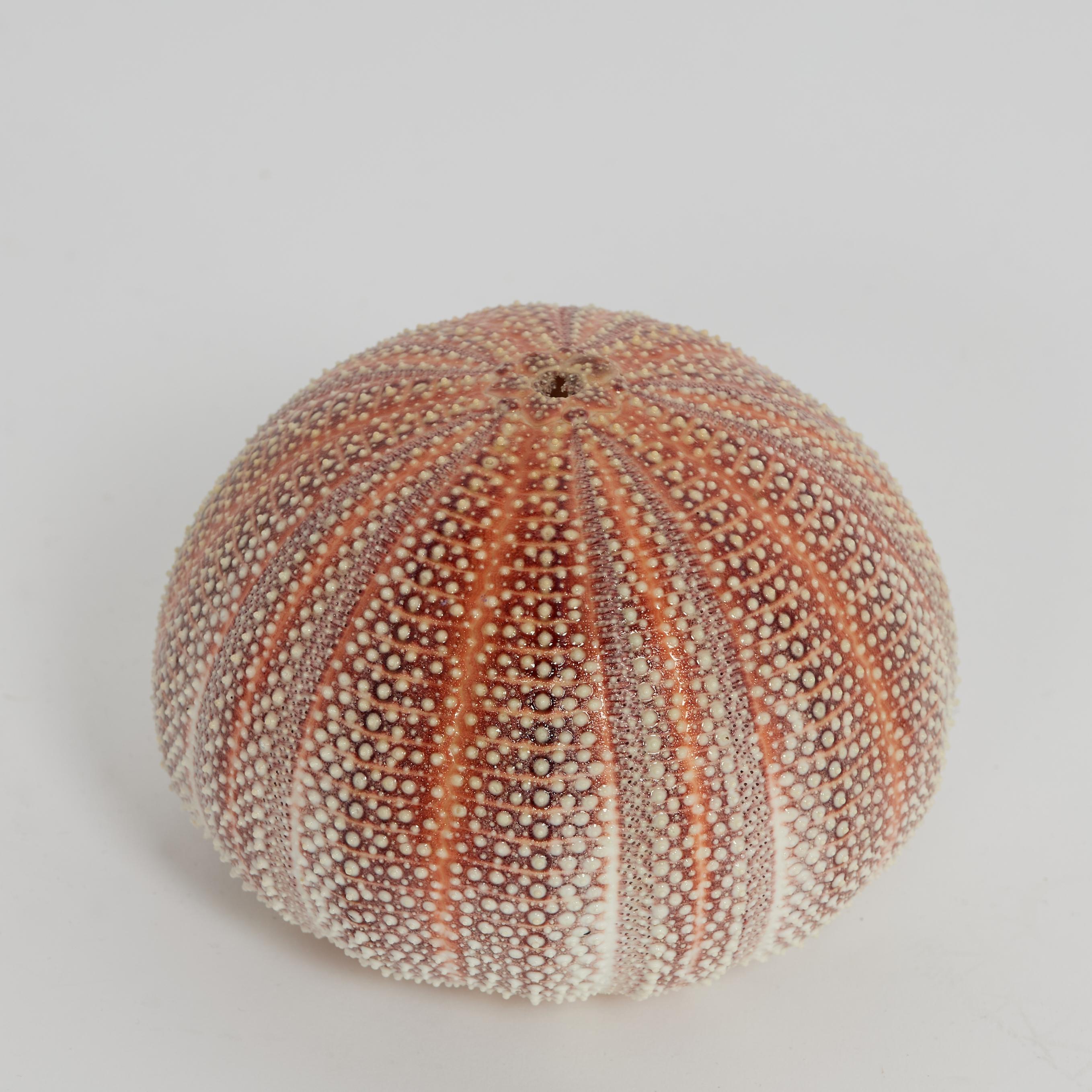 Surprisingly beautiful English channel sea urchin with its complex sea inspired textures and alluring orange and purple background. 