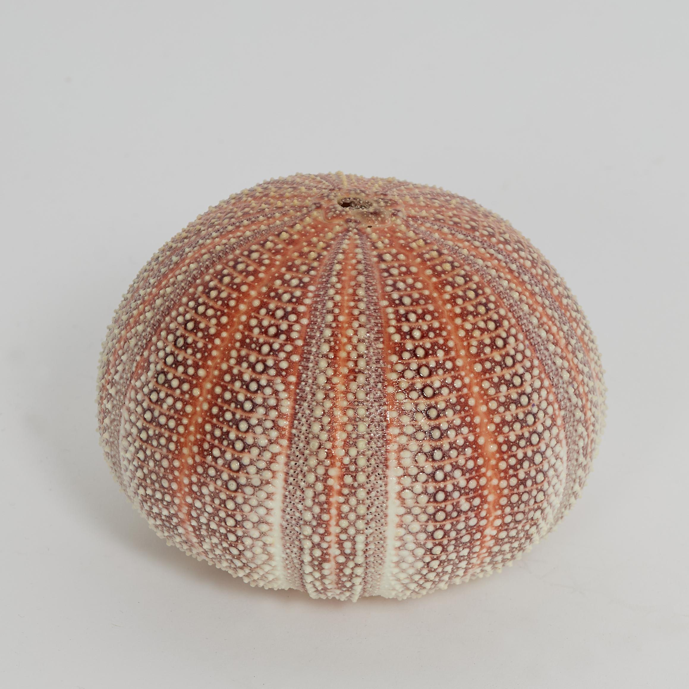 Organic Modern English Channel Sea Urchin