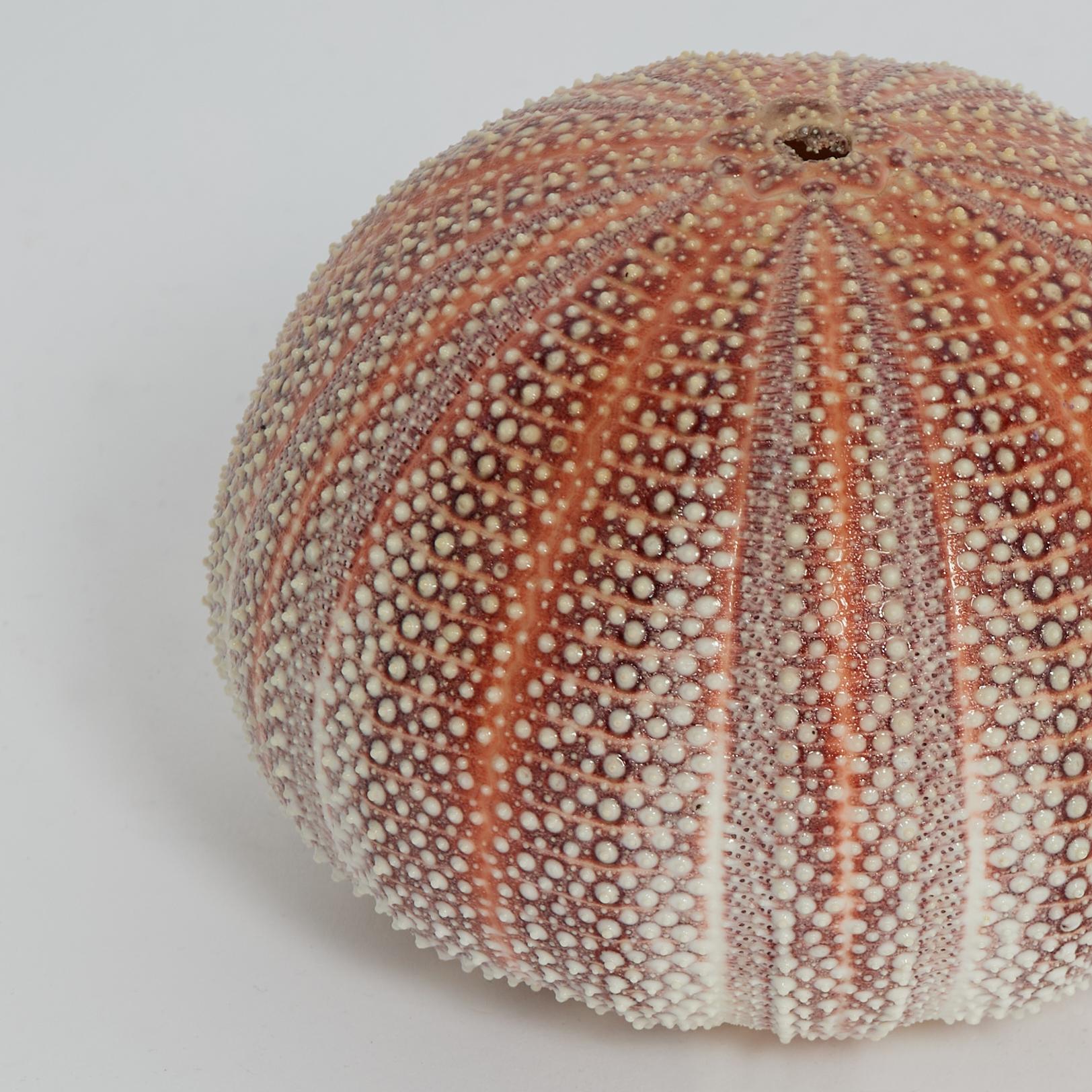 English Channel Sea Urchin In Good Condition In Palm Beach, FL