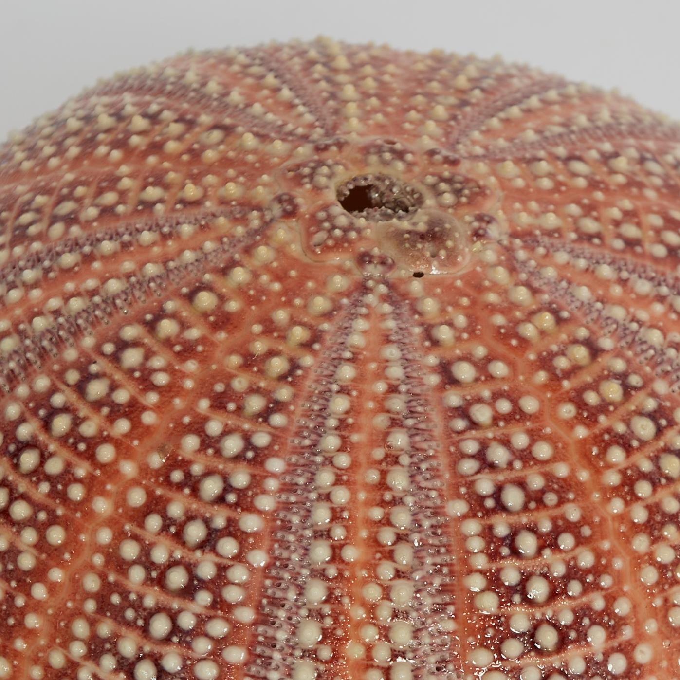 Contemporary English Channel Sea Urchin