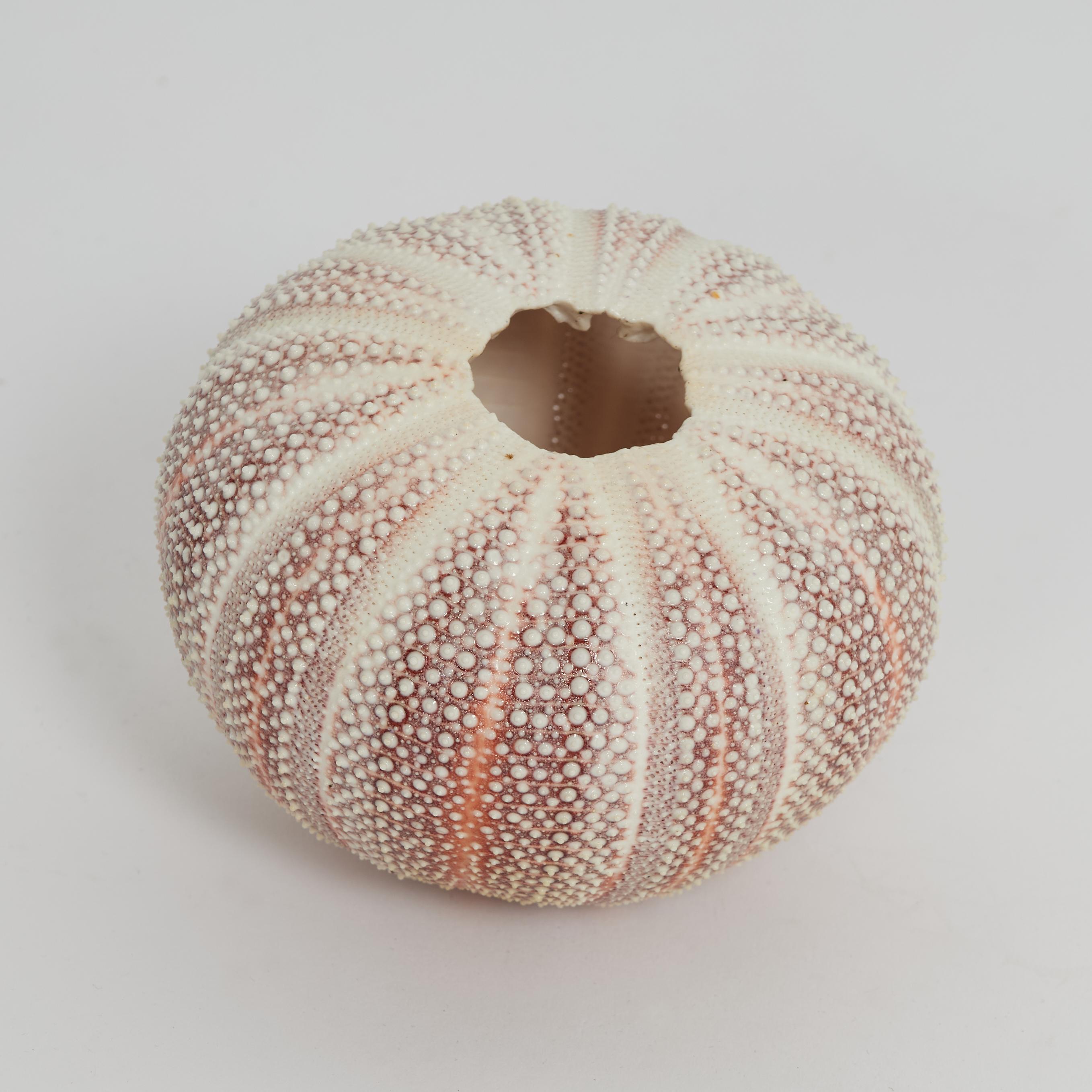 Other English Channel Sea Urchin