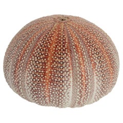 English Channel Sea Urchin