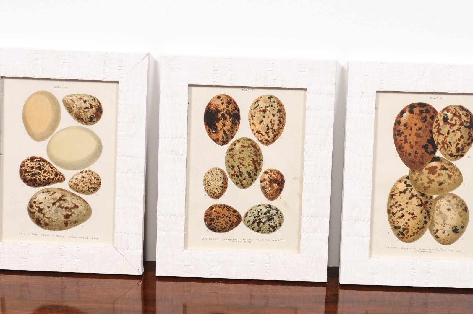 English Egg Prints from the 20th Century in Custom Wooden Frames, Priced Each For Sale 6