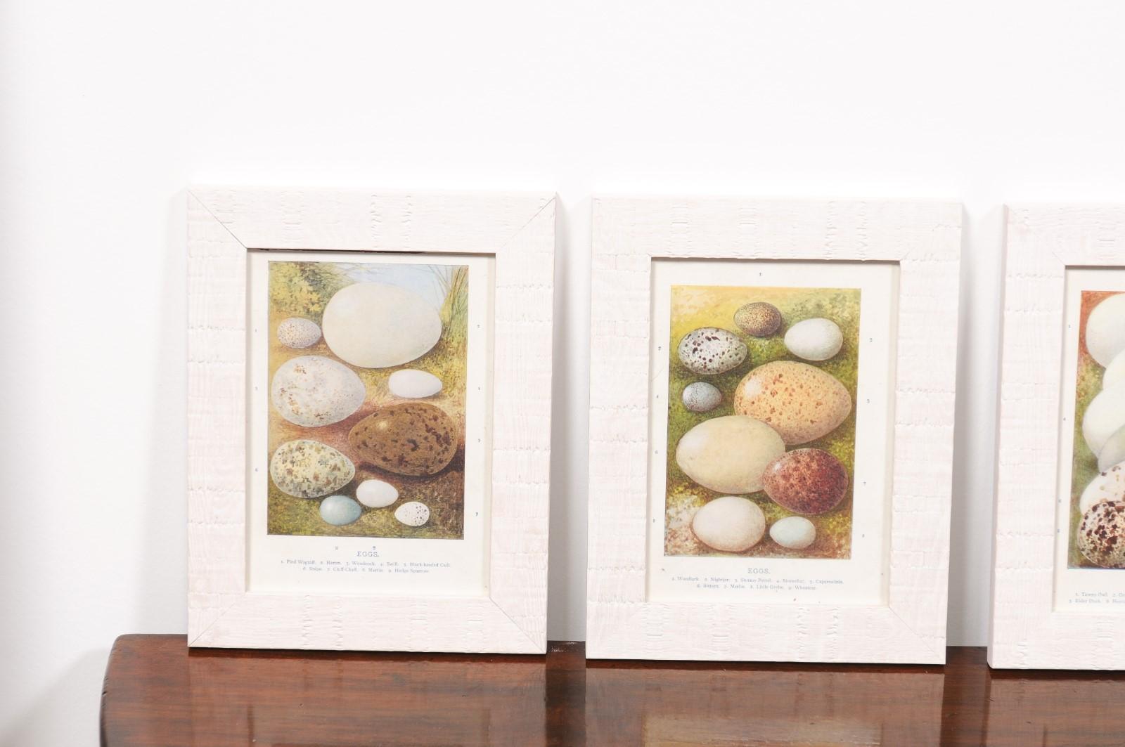English Egg Prints from the 20th Century in Custom Wooden Frames, Priced Each For Sale 6