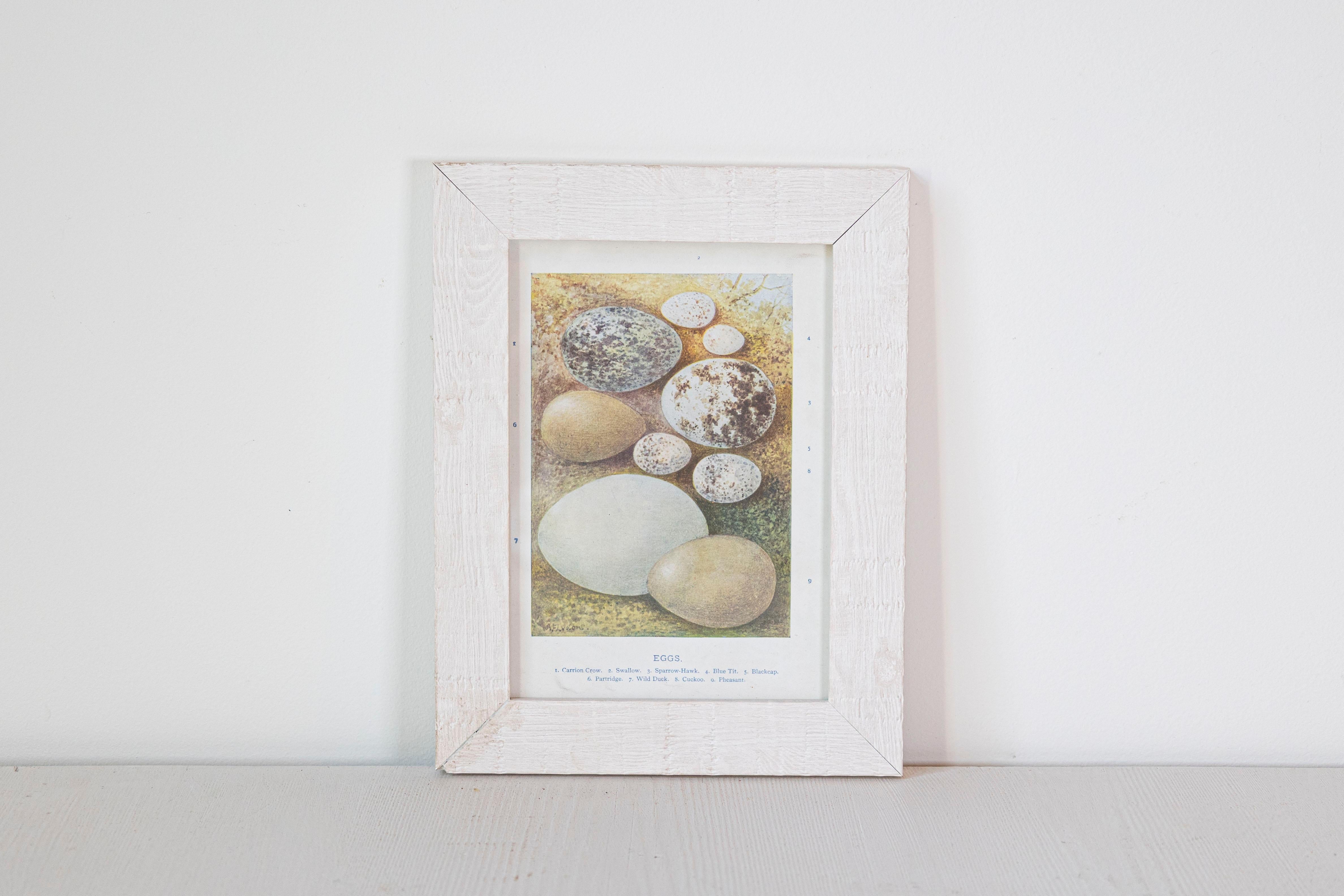 English Egg Prints from the 20th Century in Custom Wooden Frames, Priced Each For Sale 6