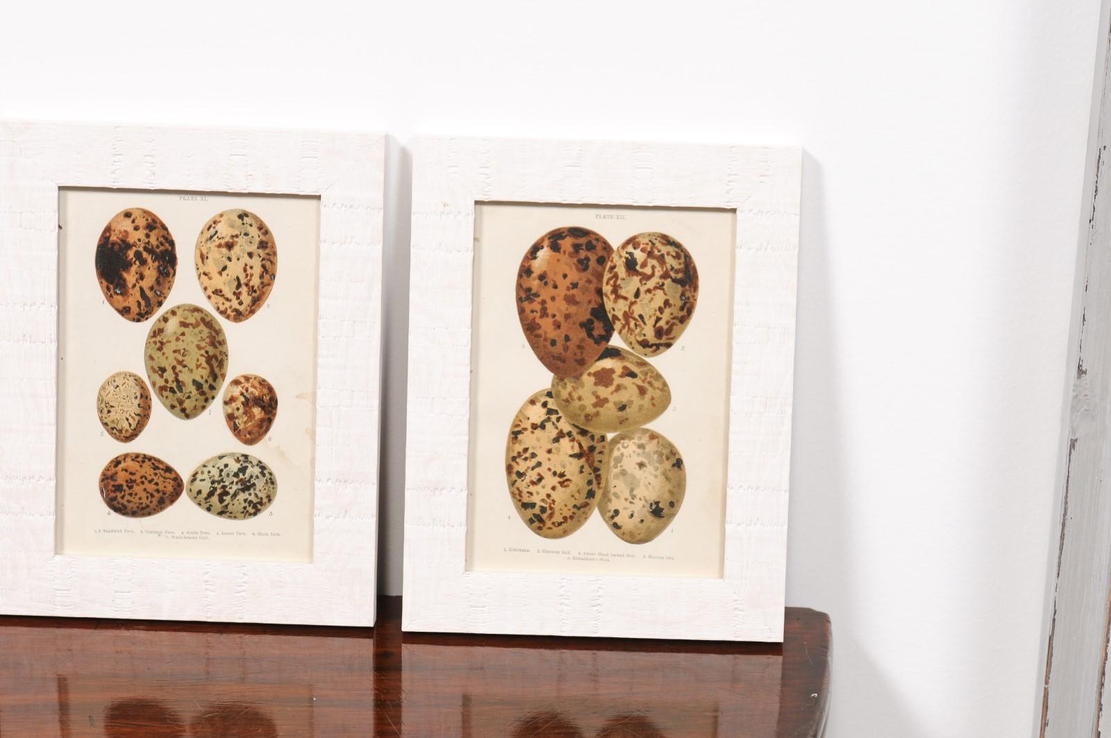 English Egg Prints from the 20th Century in Custom Wooden Frames, Priced Each For Sale 7