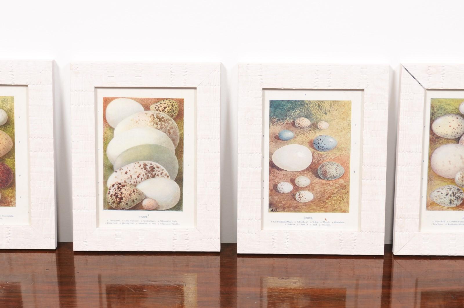 English Egg Prints from the 20th Century in Custom Wooden Frames, Priced Each For Sale 7