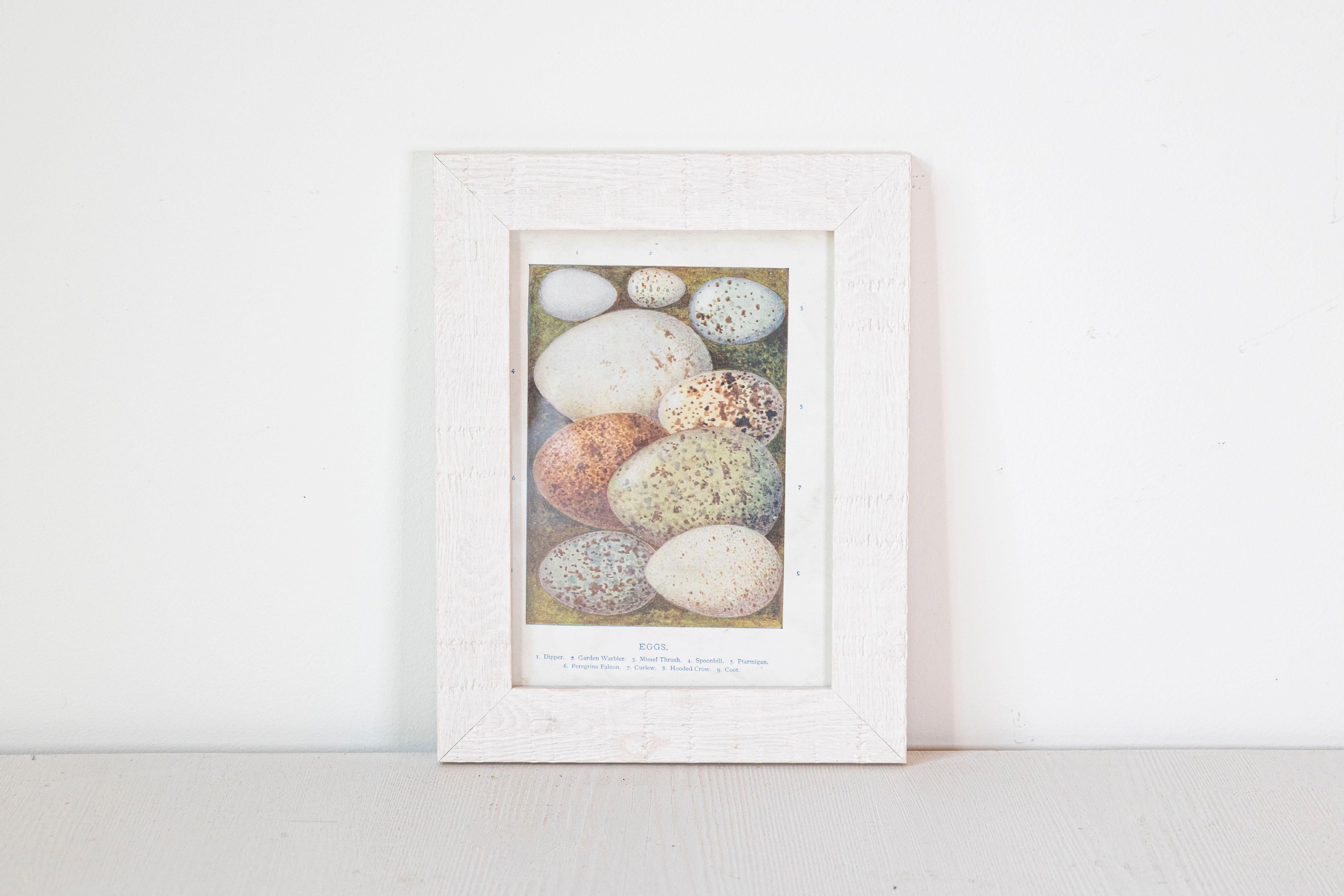 English Egg Prints from the 20th Century in Custom Wooden Frames, Priced Each For Sale 7