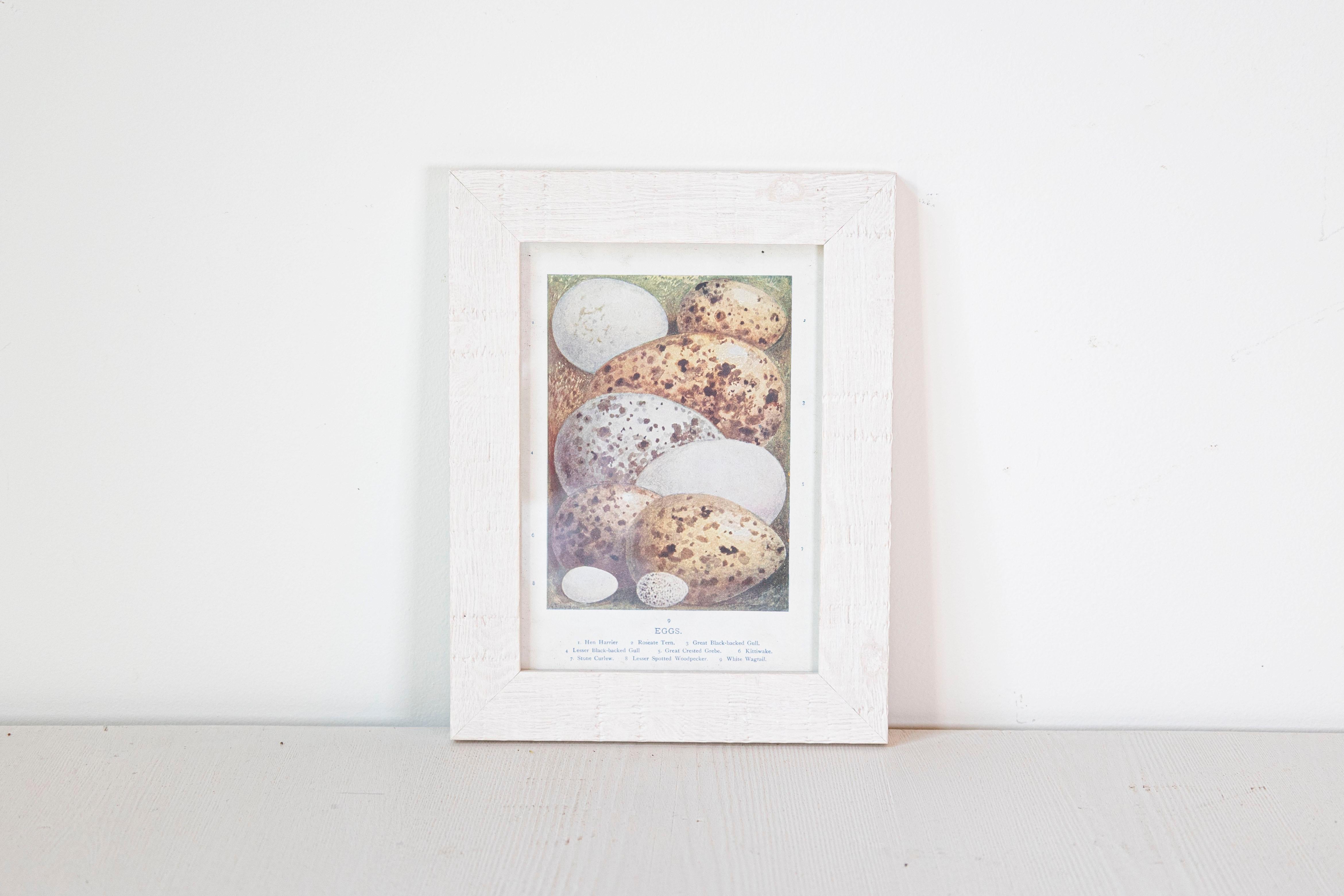 English Egg Prints from the 20th Century in Custom Wooden Frames, Priced Each For Sale 8