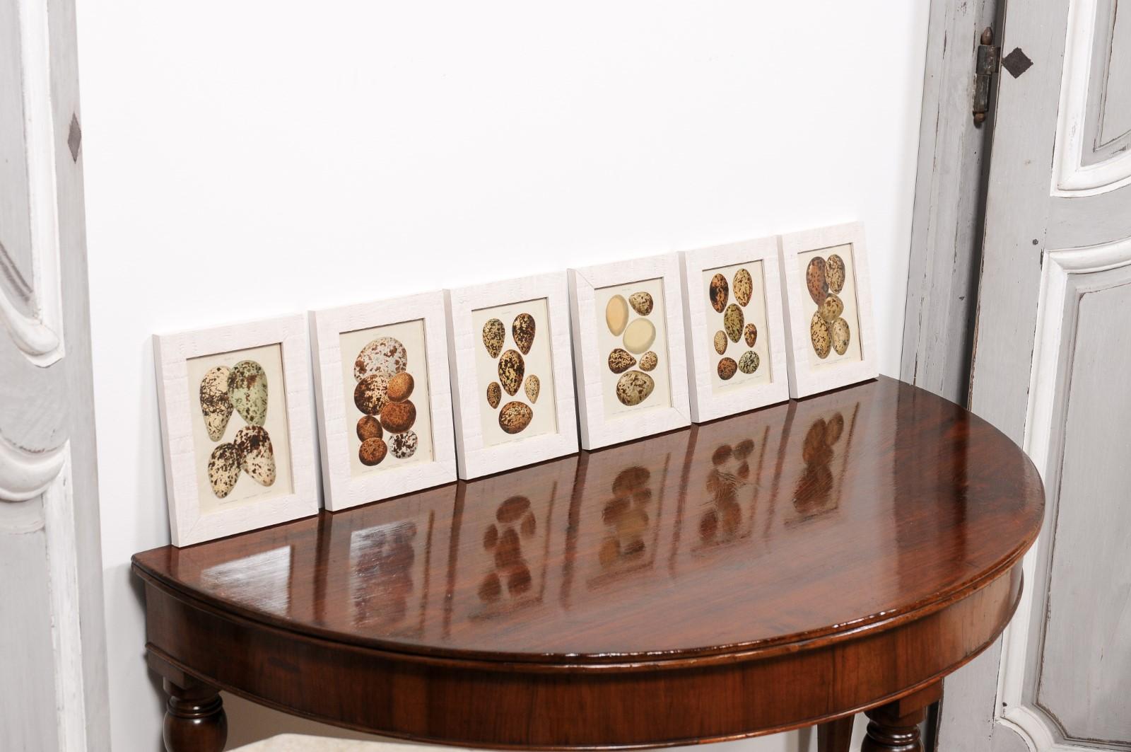 English Egg Prints from the 20th Century in Custom Wooden Frames, Priced Each For Sale 9