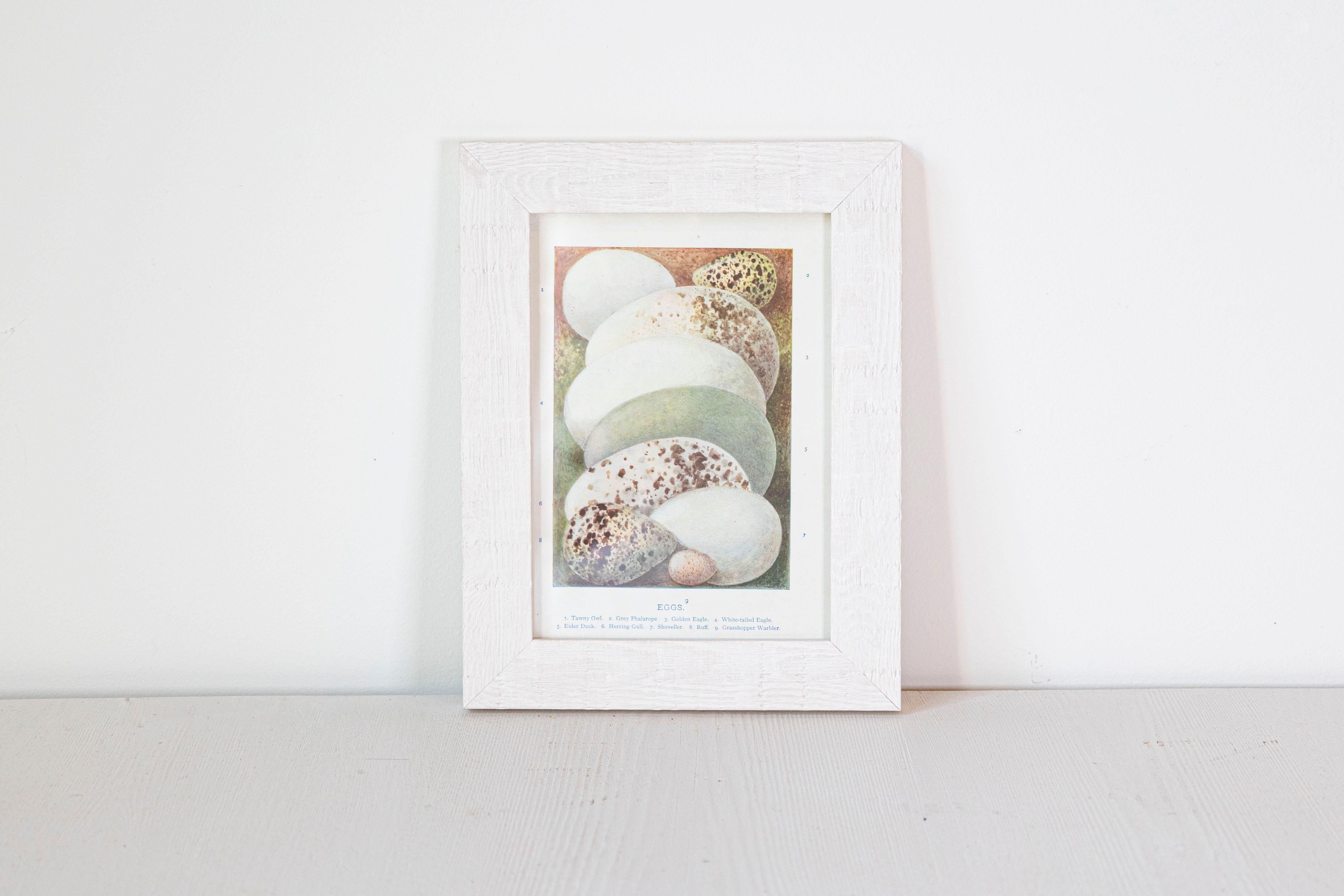 English Egg Prints from the 20th Century in Custom Wooden Frames, Priced Each For Sale 9