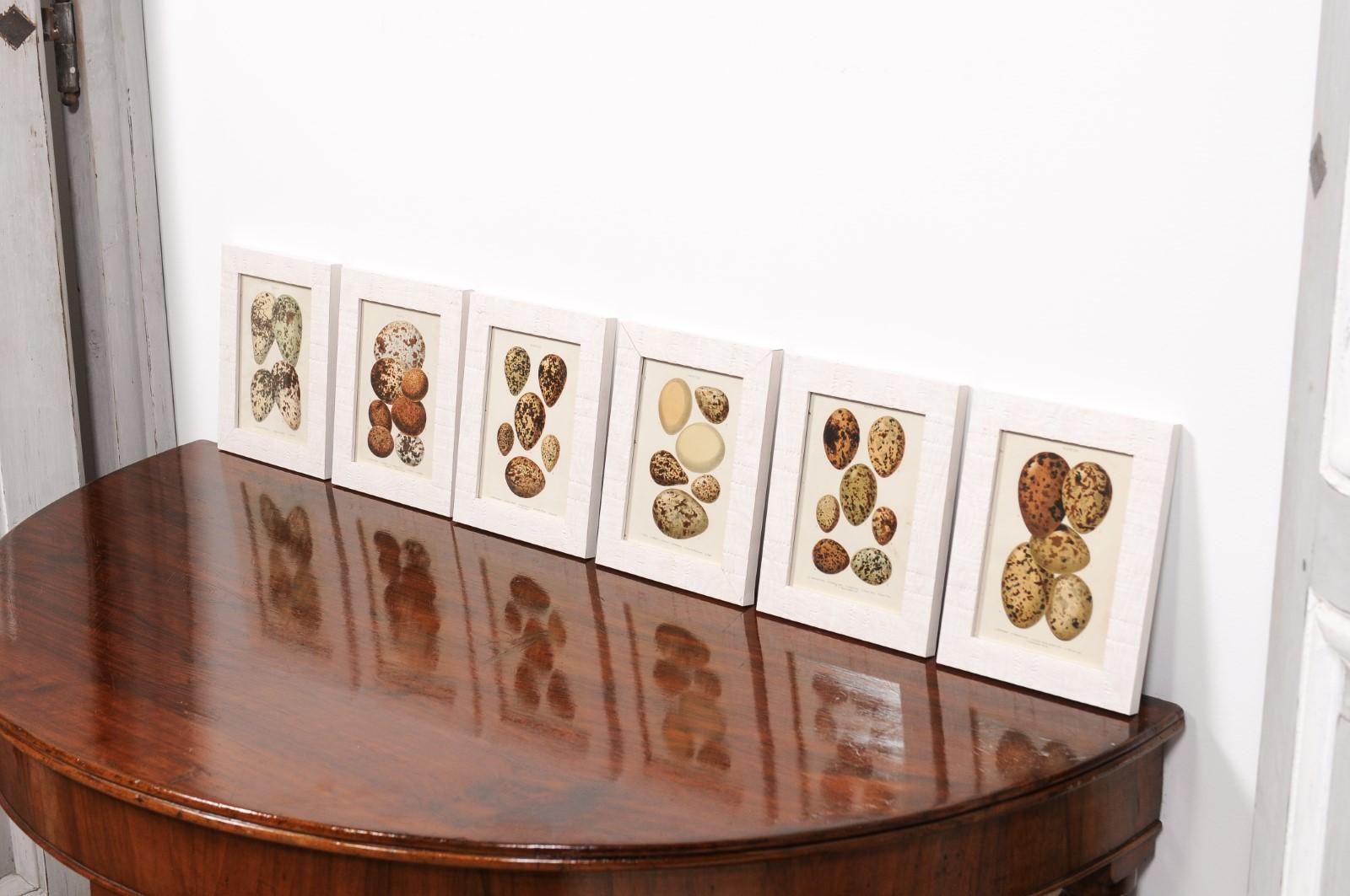 English Egg Prints from the 20th Century in Custom Wooden Frames, Priced Each For Sale 11