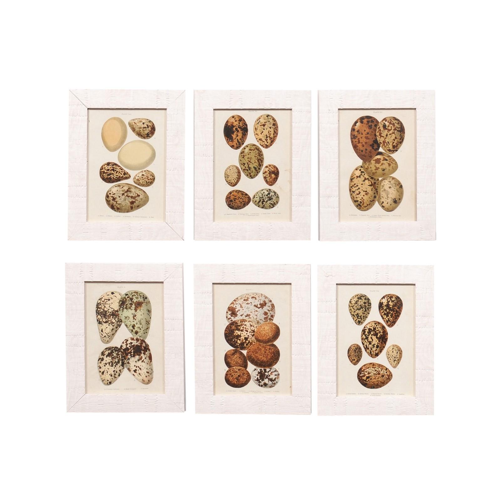 English egg prints from the 20th century in custom wooden frames and under glass. Adorn your living space with a touch of natural history with these exquisite English egg prints from the 20th century, each artfully presented in a custom wooden frame