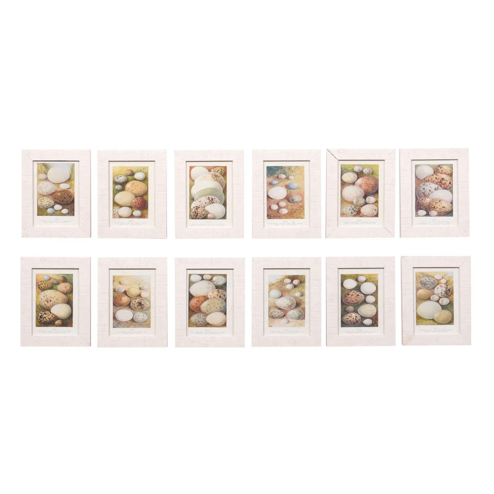 English egg prints from the 20th century in custom wooden frames and under glass. We have 12 pieces available, priced and sold each. Embark on a journey of ornithological discovery with these captivating English egg prints from the 20th century.