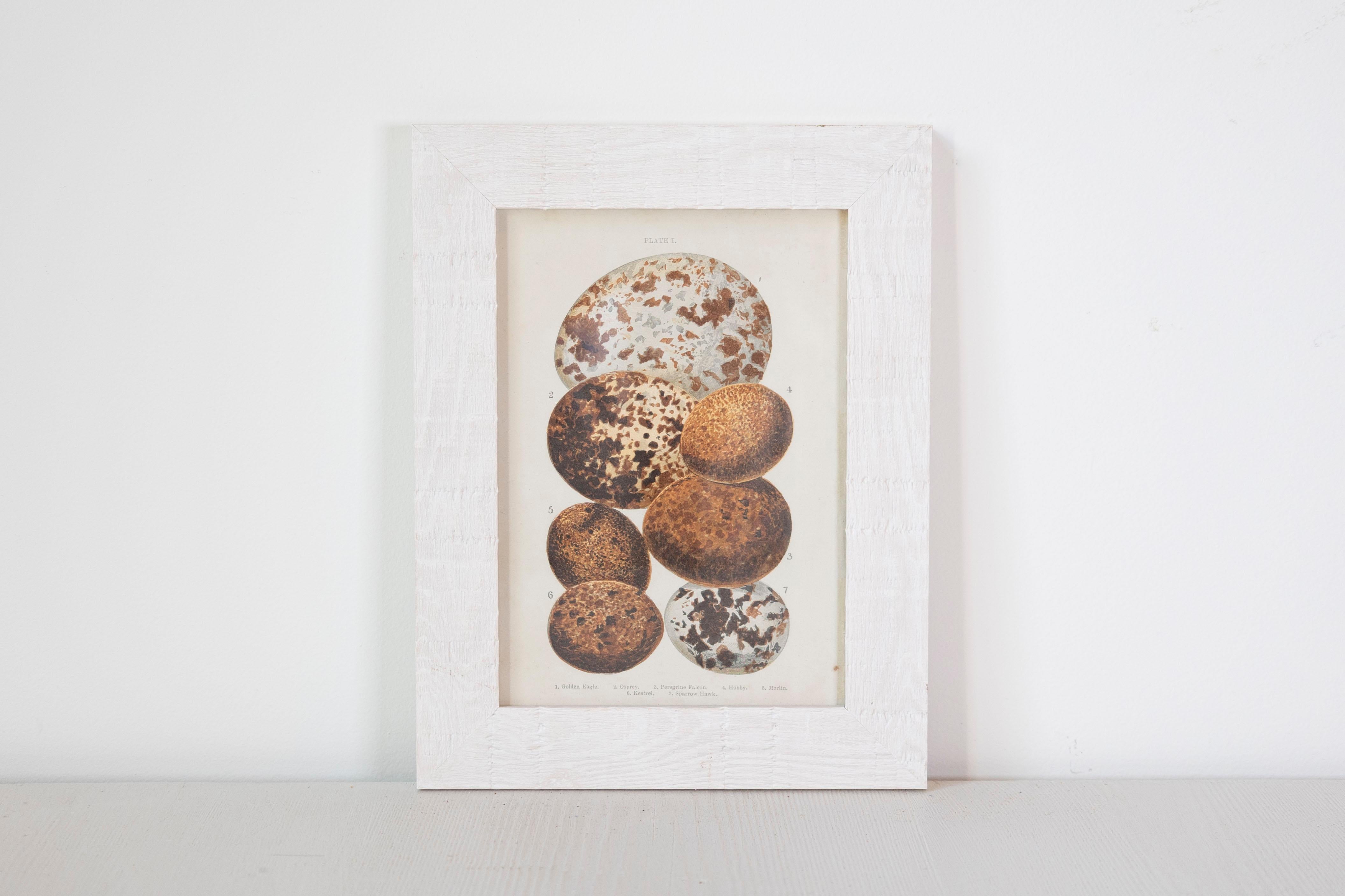 English egg prints from the 20th century in custom wooden frames and under glass. Adorn your living space with a touch of natural history with these exquisite English egg prints from the 20th century, each artfully presented in a custom wooden frame