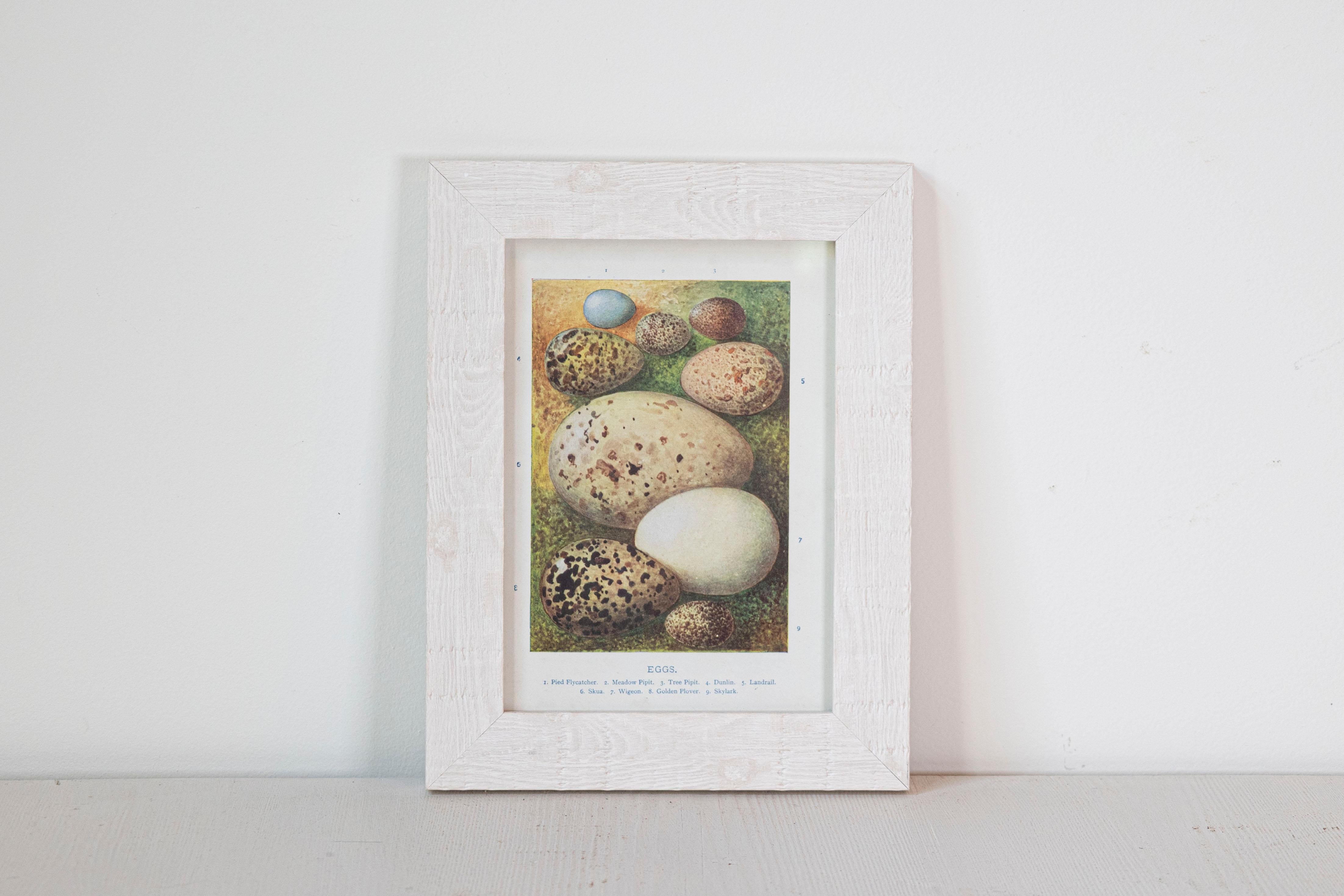 English egg prints from the 20th century in custom wooden frames and under glass. We have 12 pieces available, priced and sold each. Embark on a journey of ornithological discovery with these captivating English egg prints from the 20th century.