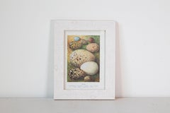 English Egg Prints from the 20th Century in Custom Wooden Frames, Priced Each