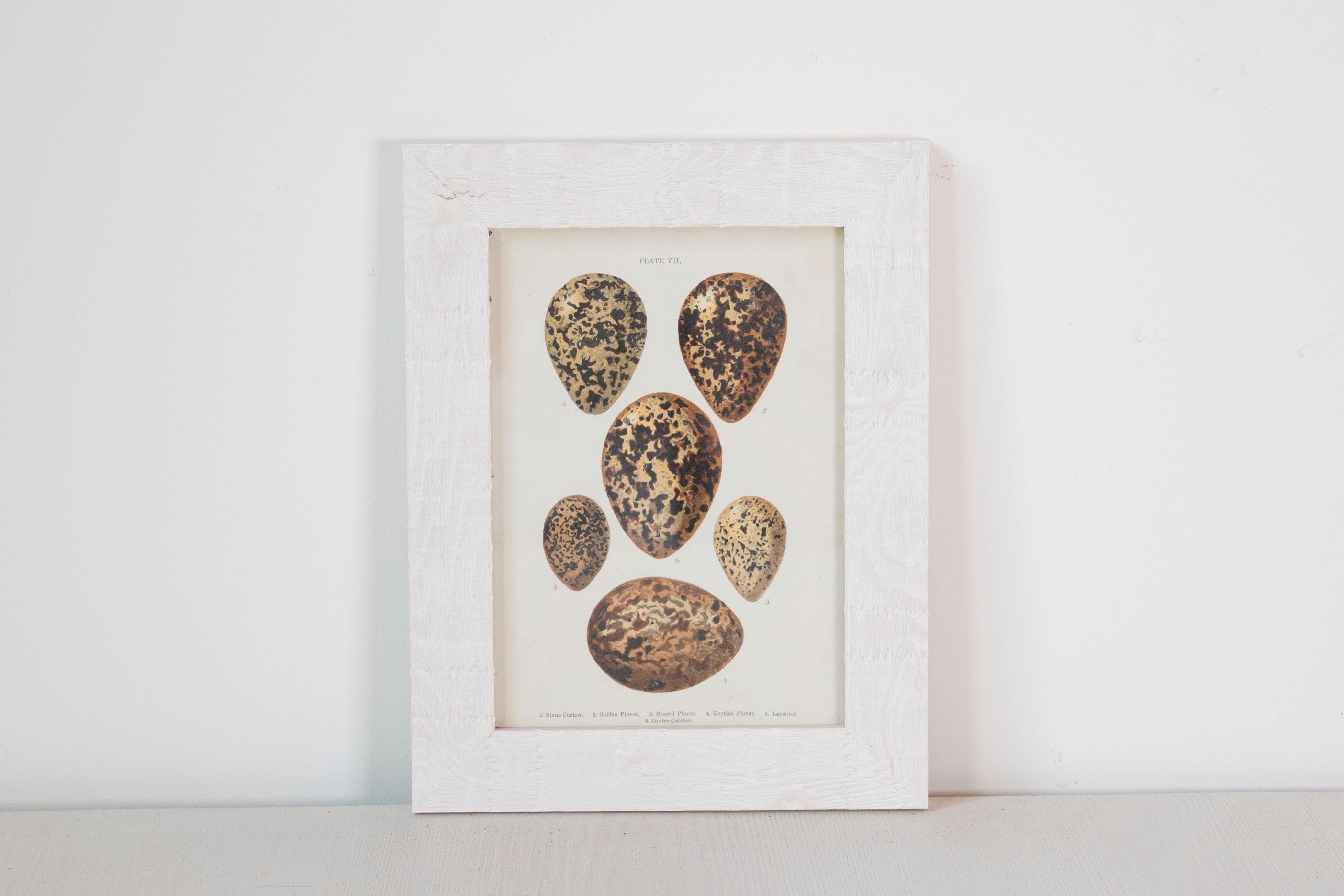 English Egg Prints from the 20th Century in Custom Wooden Frames, Priced Each In Good Condition For Sale In Atlanta, GA